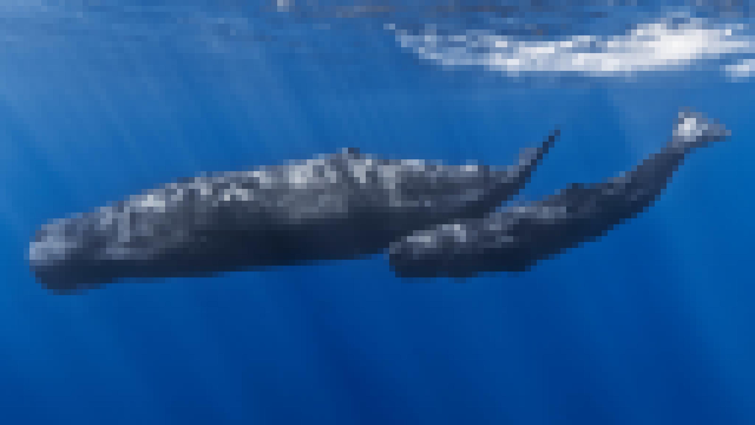 Das Foto zeigt zwei grau gefärbte Pottwale, die mit ihren mächtigen tonnenförmigen Köpfen von rechts nach links durch tiefblaues Meerwasser pflügen. Voran schwimmt die Mutter, dahinter das etwa halb so große Kalb.