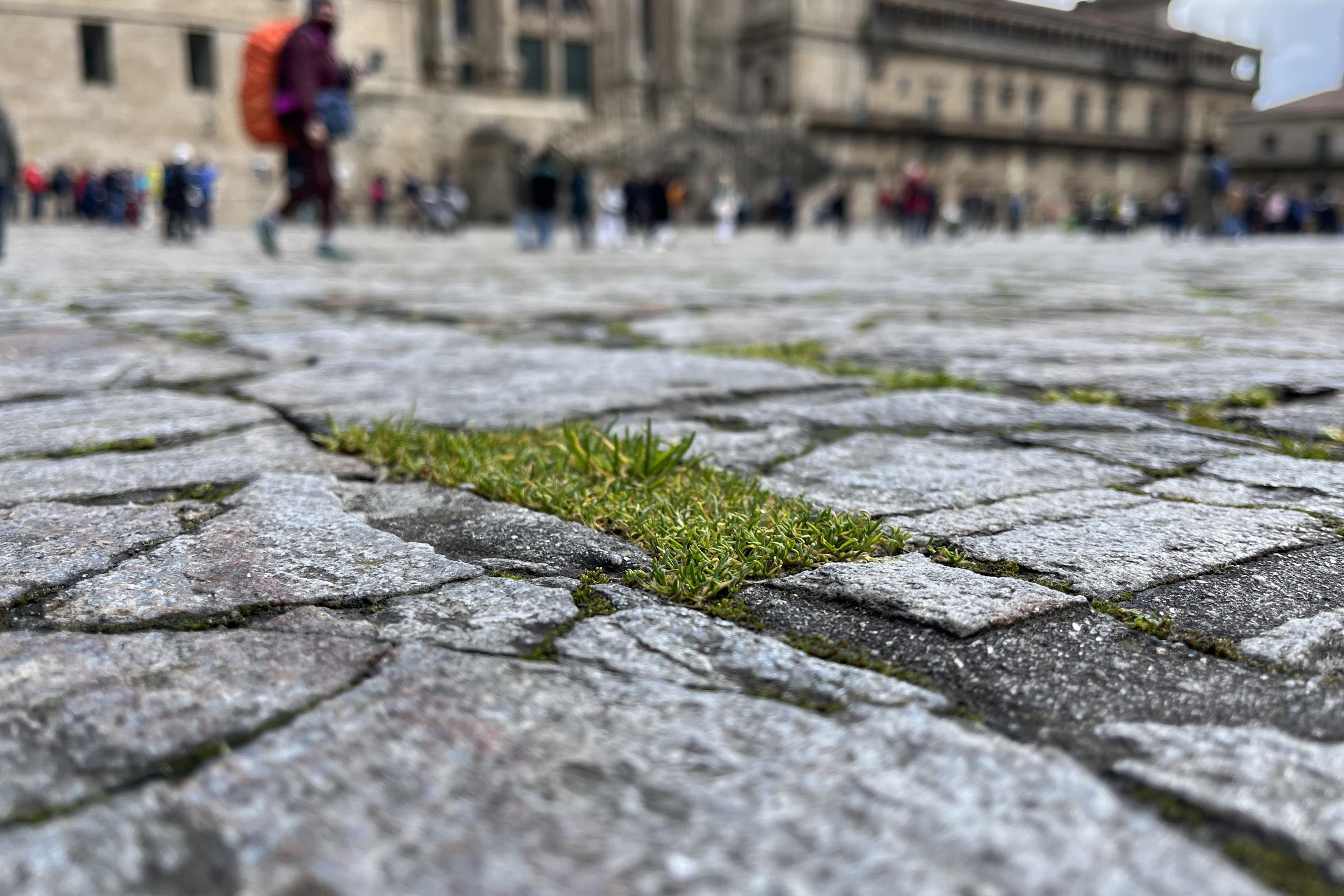Im Fokus des Fotos, das den berühmten Obradoiro-Platz in Santiago de Compostela zeigt, sprießen kleine Gräser und Kräuter.