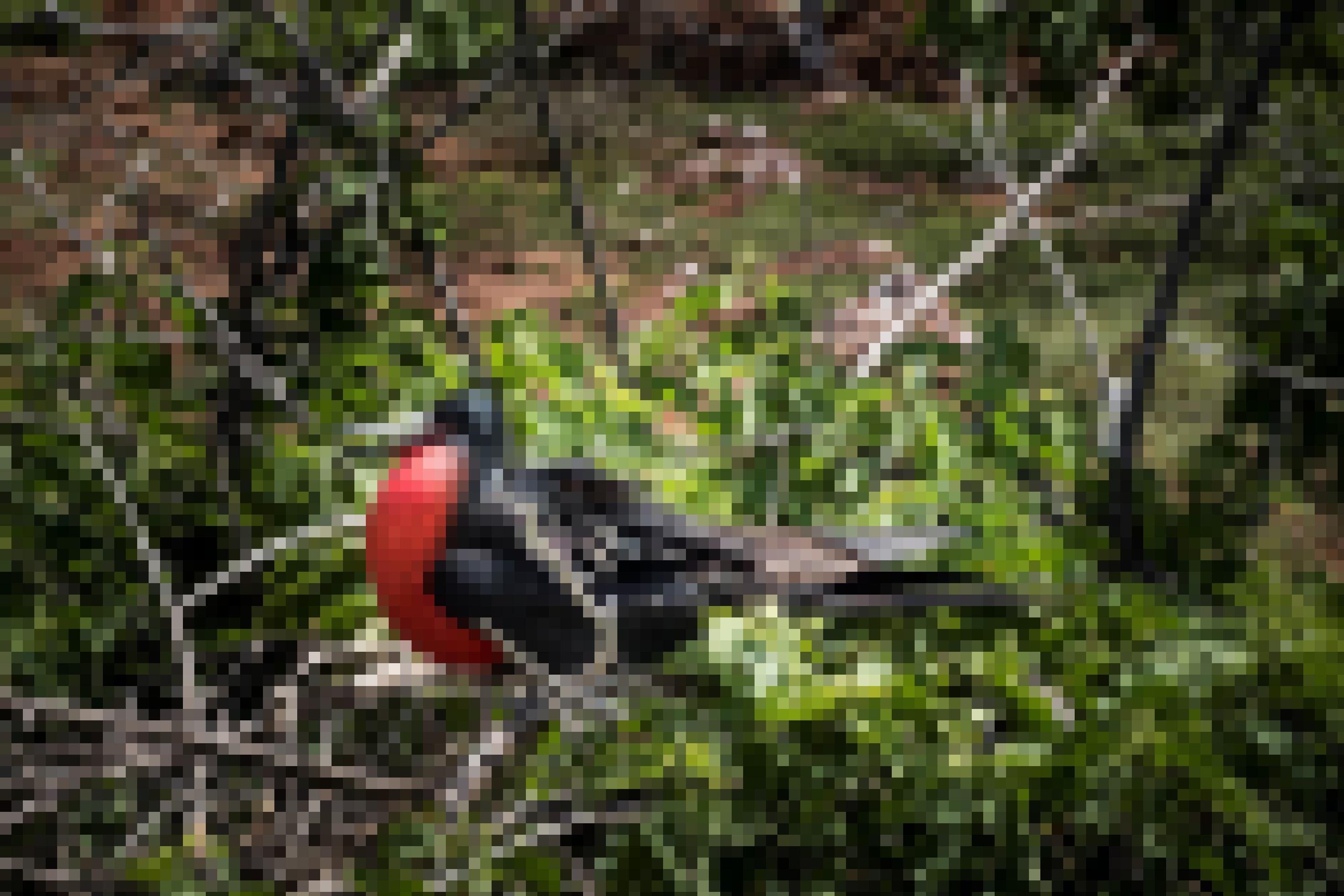 Ein Prachtfregattvogel von der Insel Seymour Norte.