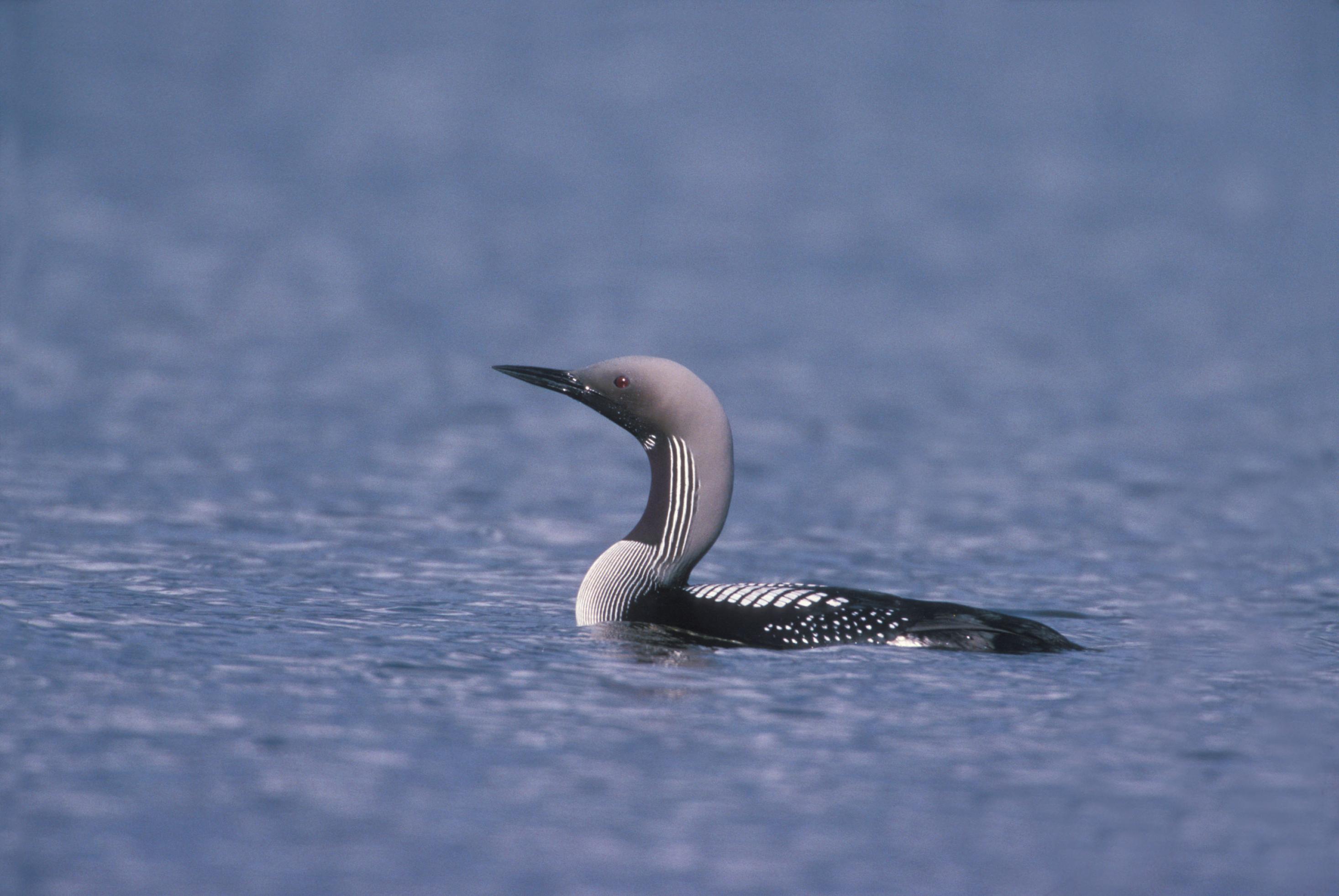 Vogel mit spitzem Schnabel, grauen Federn und schwarz-weißen Streifen auf dem Wasser.