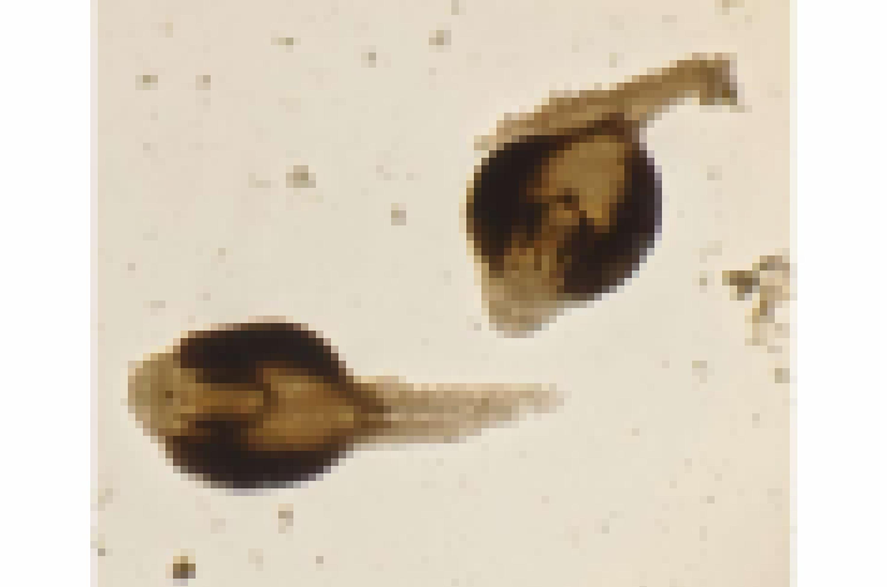 Foto von zwei parasitischen Würmern in gedeckten Farben. Die Schmarotzer ähneln Kaulquappen mit einem dicken Körper udn kurzen Schwanz.