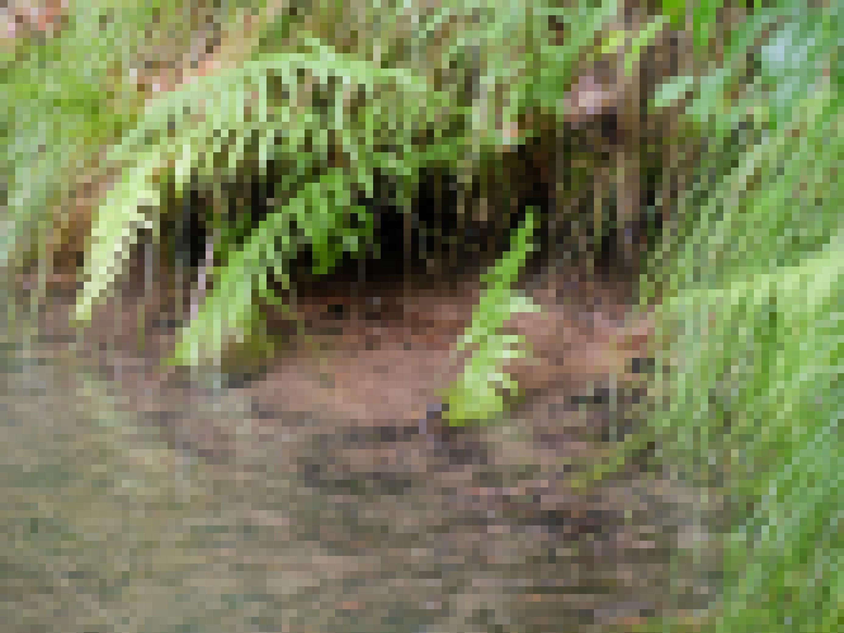 Wasser quillt in einen Teich mit rotem Sandboden, am Ufer grüne Gras- und Farnpfllanzen