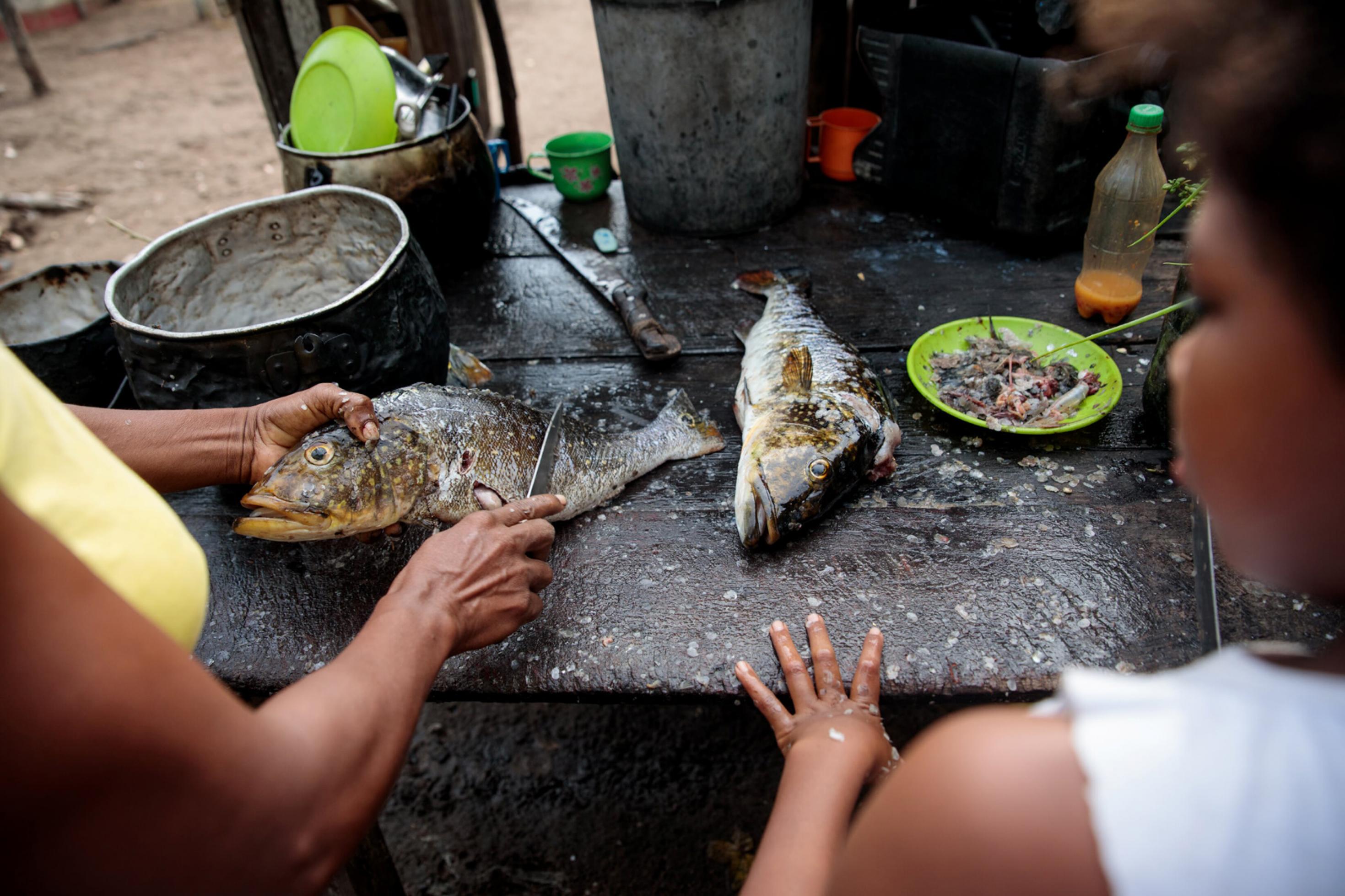 Zu sehen sind lokale Fische und Hände auf einer Küchenplatte. Der Fisch wird zubereitet von den Einheimischen in der kleinen Gemeinde Tapagem.  Hier leben seit über 100 Jahren Quilombolas – ihre angestammten Territorien überschneiden sich teilweise mit den Gebieten der Bauxit-Vorkommen.