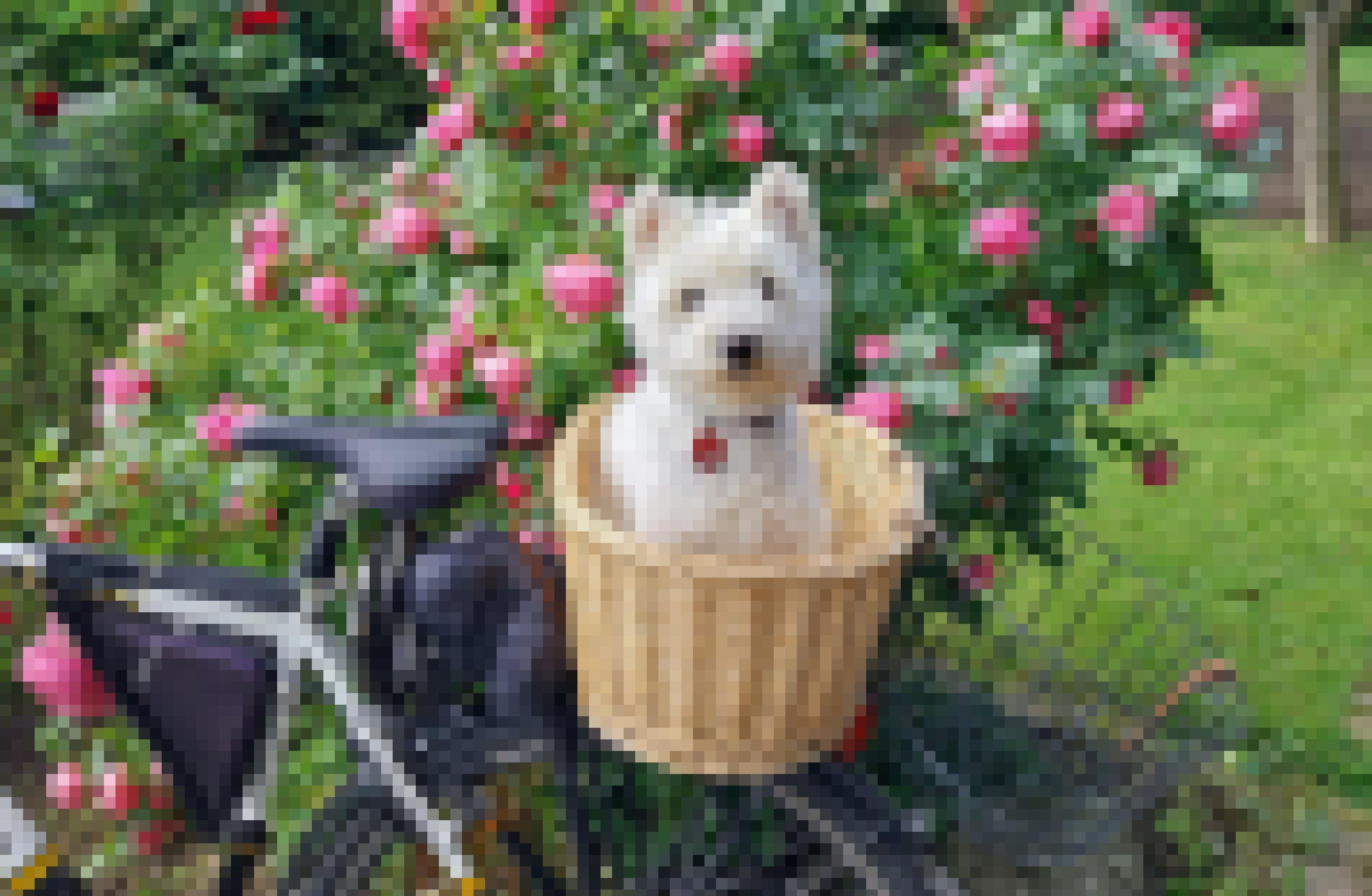 Ein kleiner Hund mit weißem Fell sitzt in einem Bastkorb, der auf dem Gepäckträger eines Fahrrads befestigt ist.
