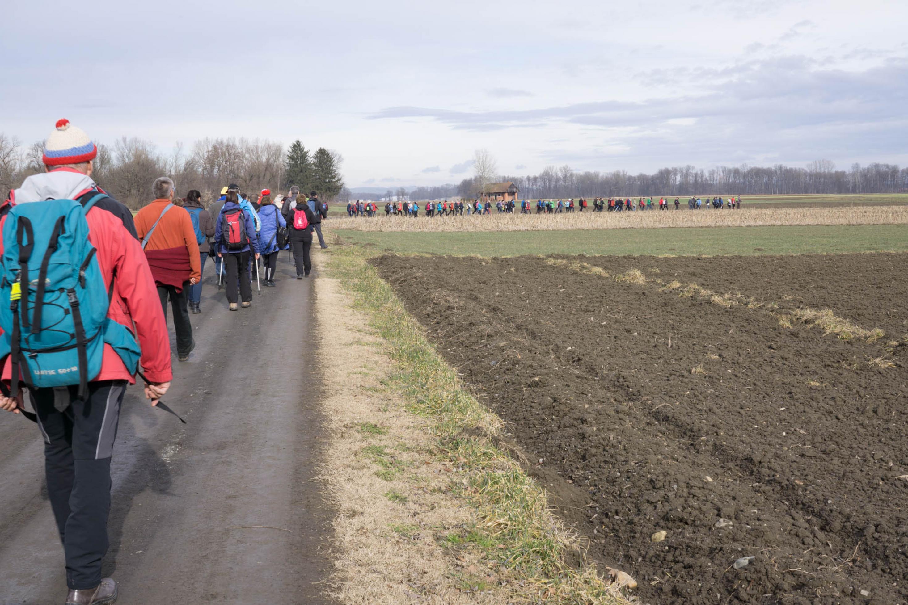 Wanderer in langer Schlange auf Feldweg