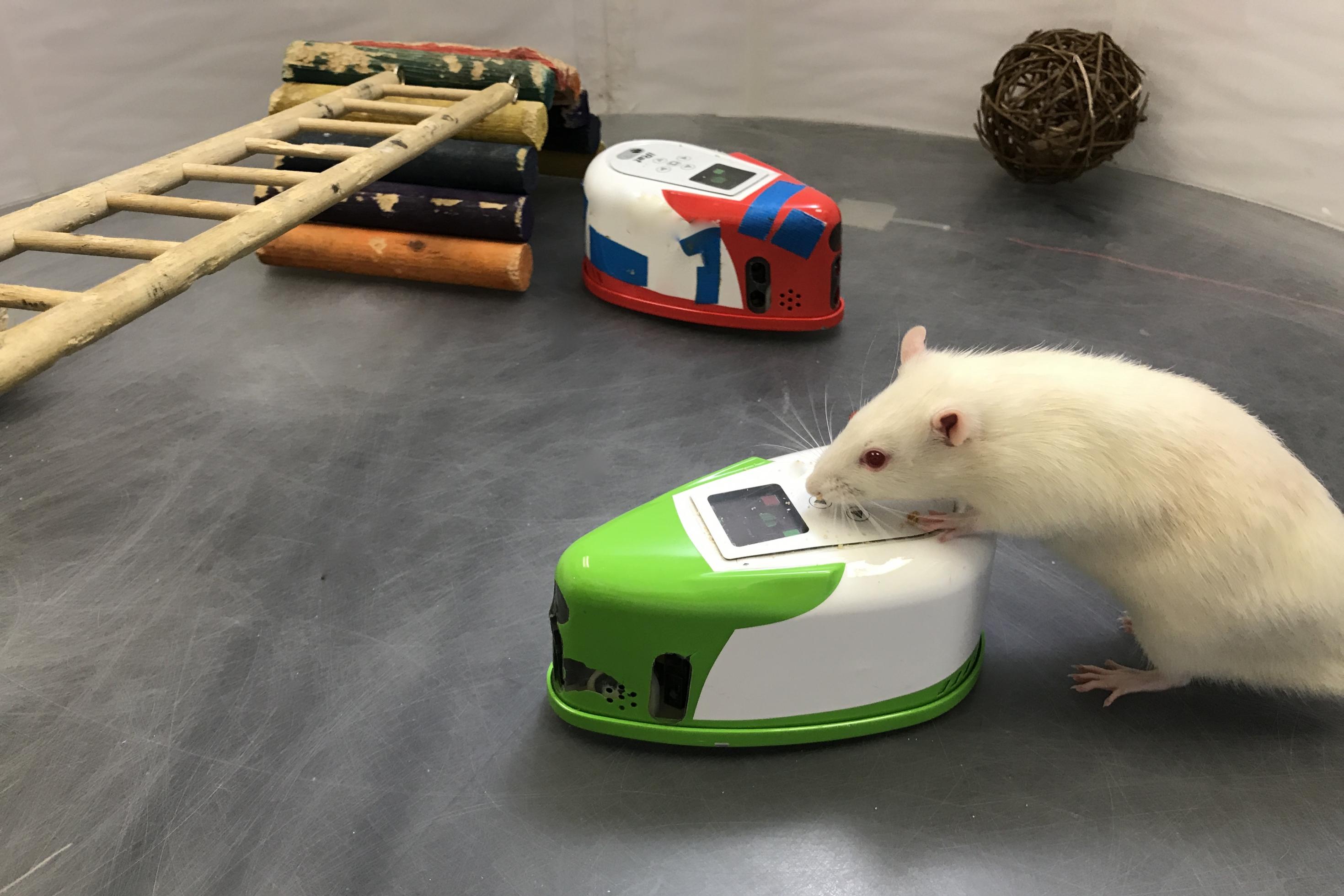 Eine weiße Ratte stellt sich mit den Vorderläufen auf einen Ratten-Roboter