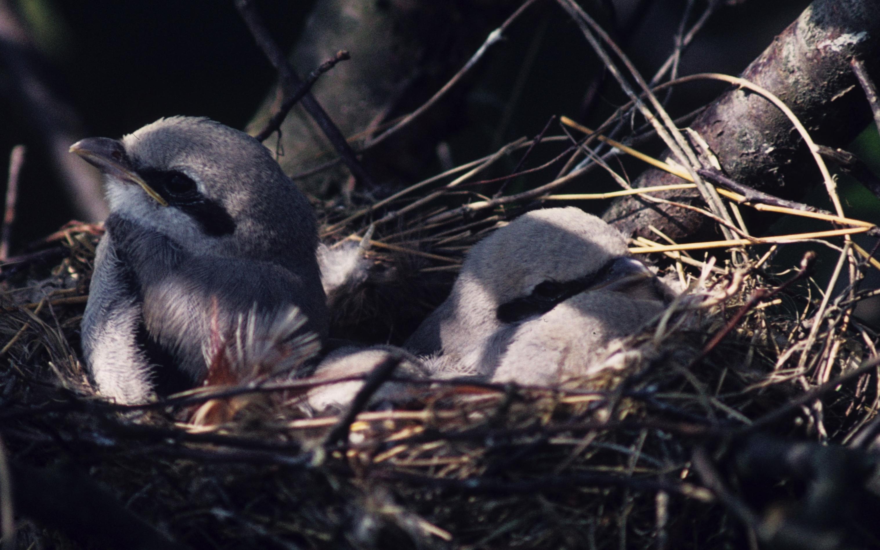 Das Bild zeigt junge Raubwürger im Nest.