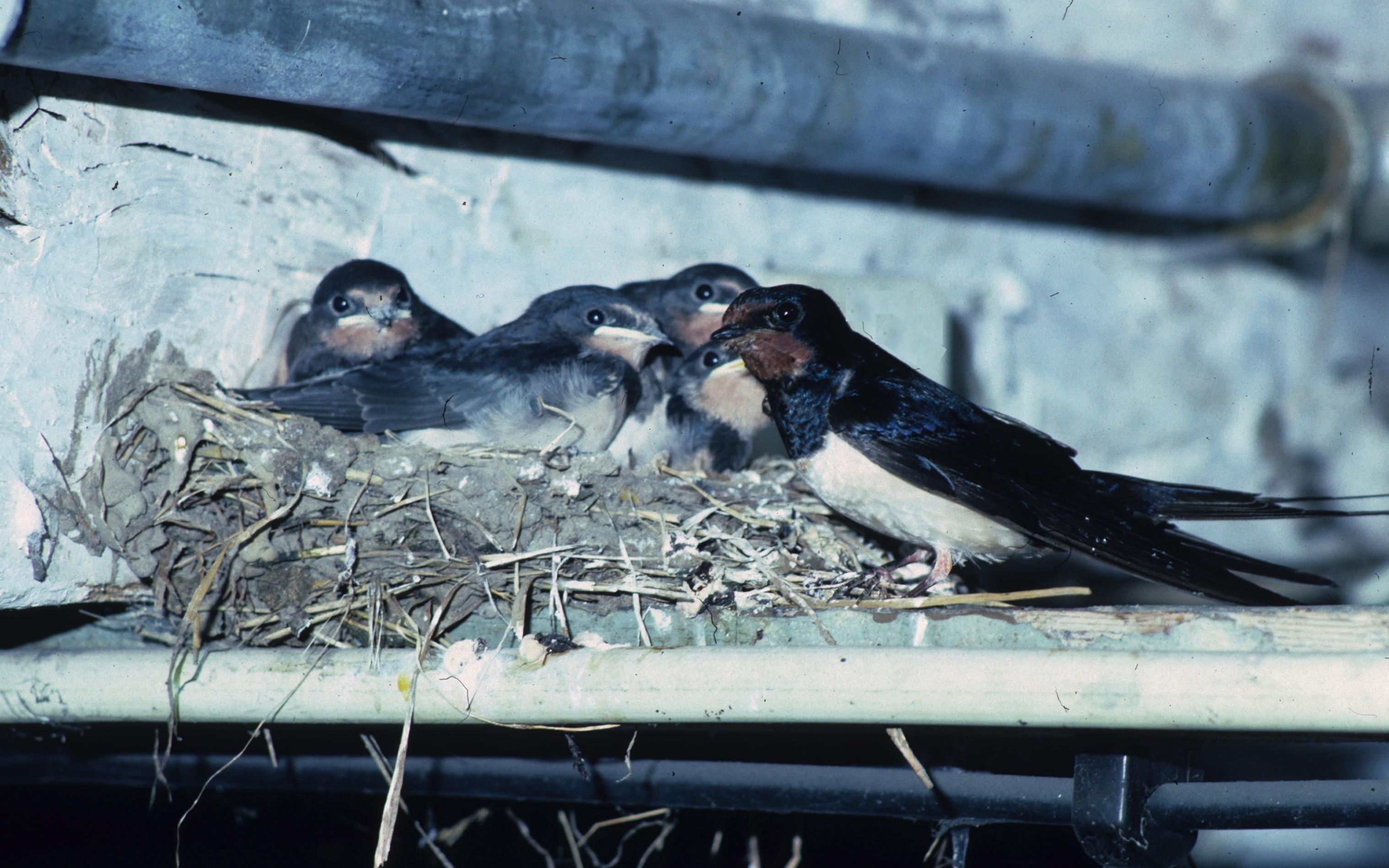 Rauchschwalbenjunge und Eltern gemeinsam am Nest.