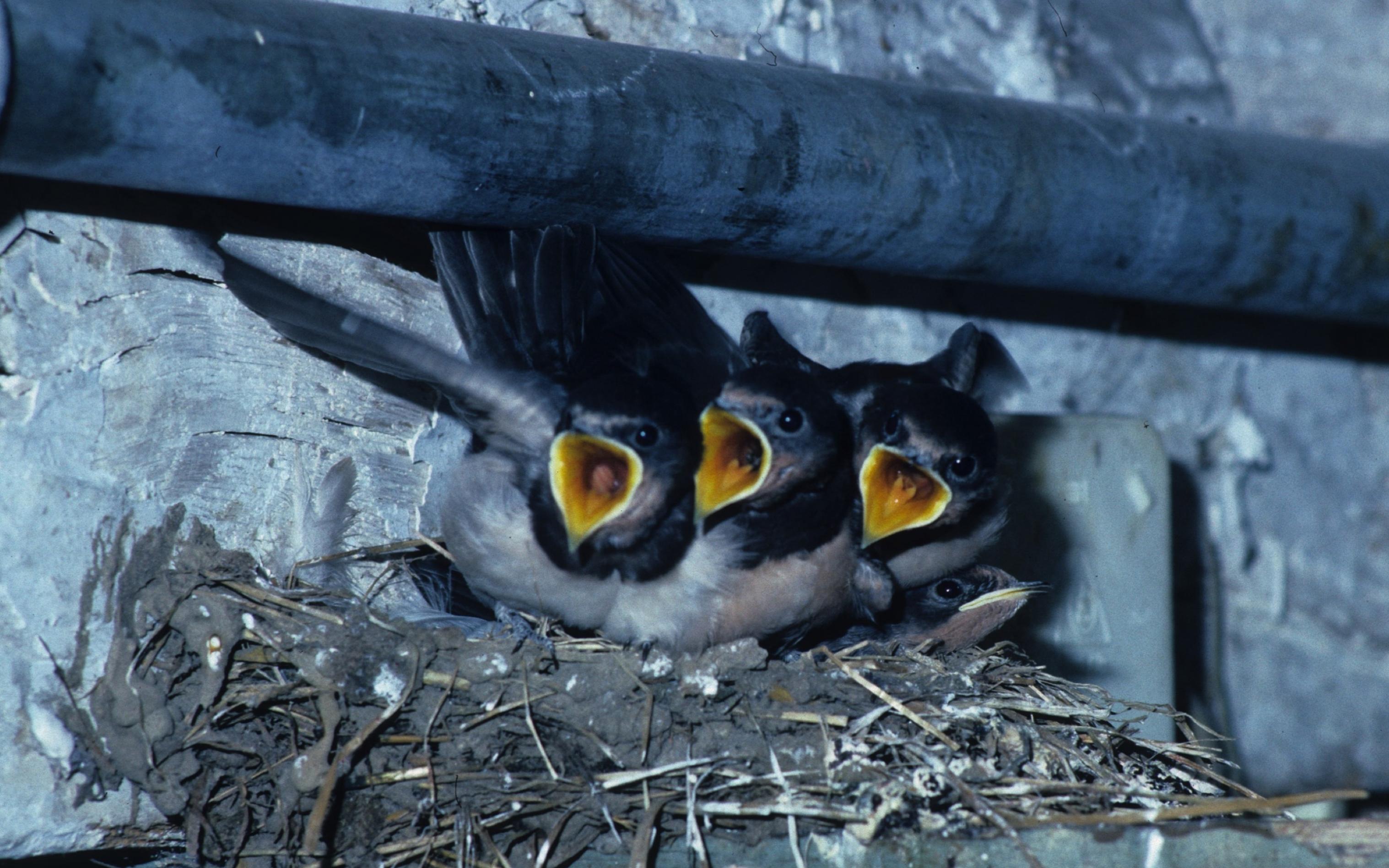Die Jungvögel sitzen mit aufgerissenen Schnäbeln im Nest.