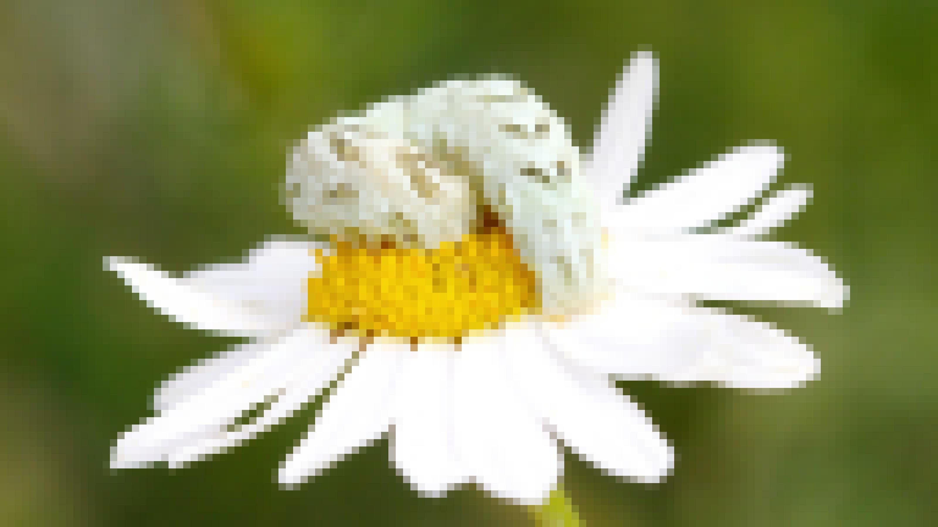 Eine weiße Rauße mit grün-schwarzen Streifen sitzt auf einer weiß-gelben Blüte