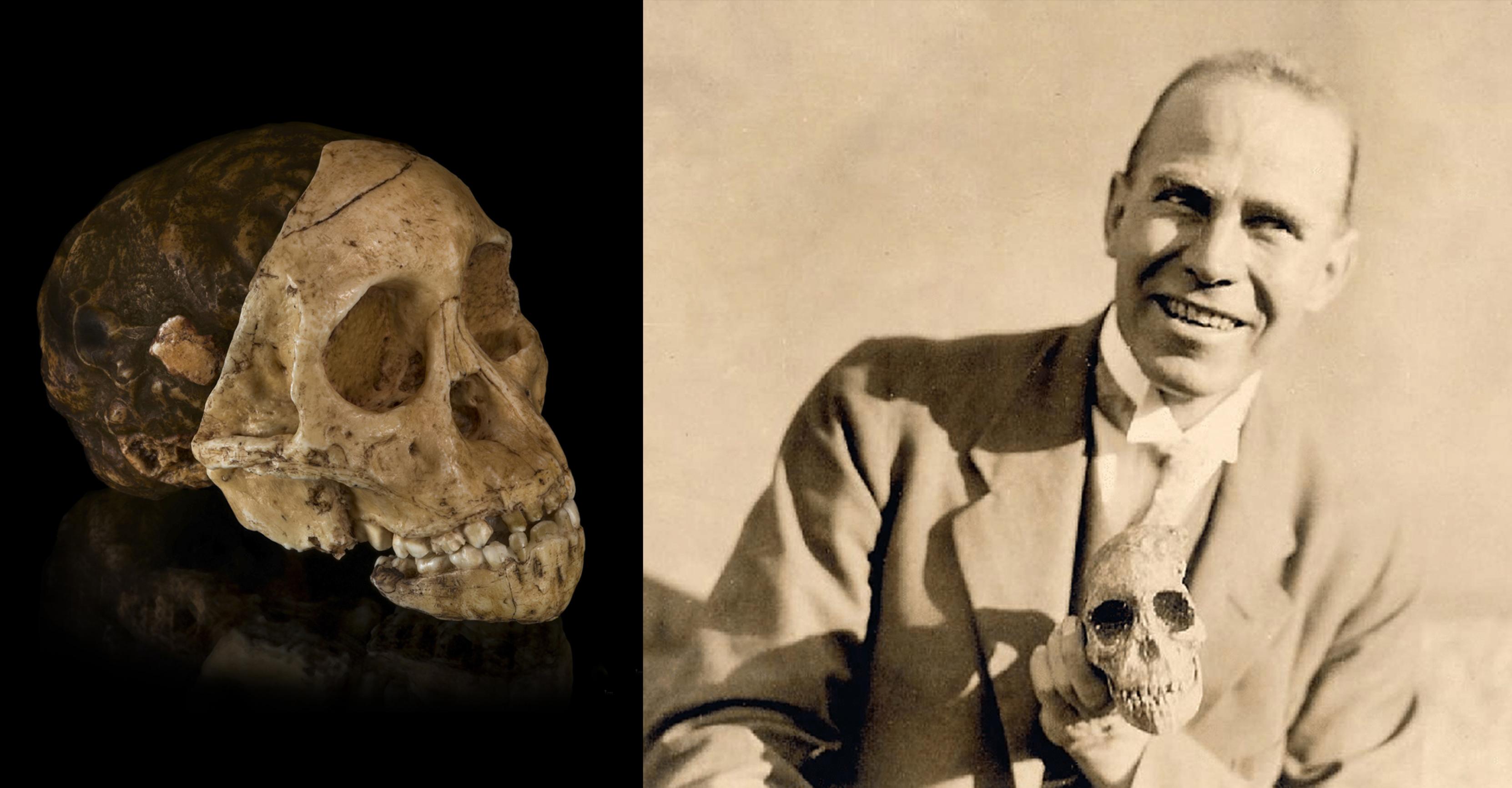 Hier sind zwei Fotos zu sehen: Links die knochenfarbene Versteinerung eines kindlich wirkenden, menschenähnlichen Gesichtsschädels, schräg von vorn und von der Seite, an dessen hinterem Teil sich Abschnitte eines versteinerten Gehirns erkennen lassen. Rechts das historische Foto eines jungen, lächelnden Mannes mit Jackett, der die links gezeigte Versteinerung in der linken Hand hält.