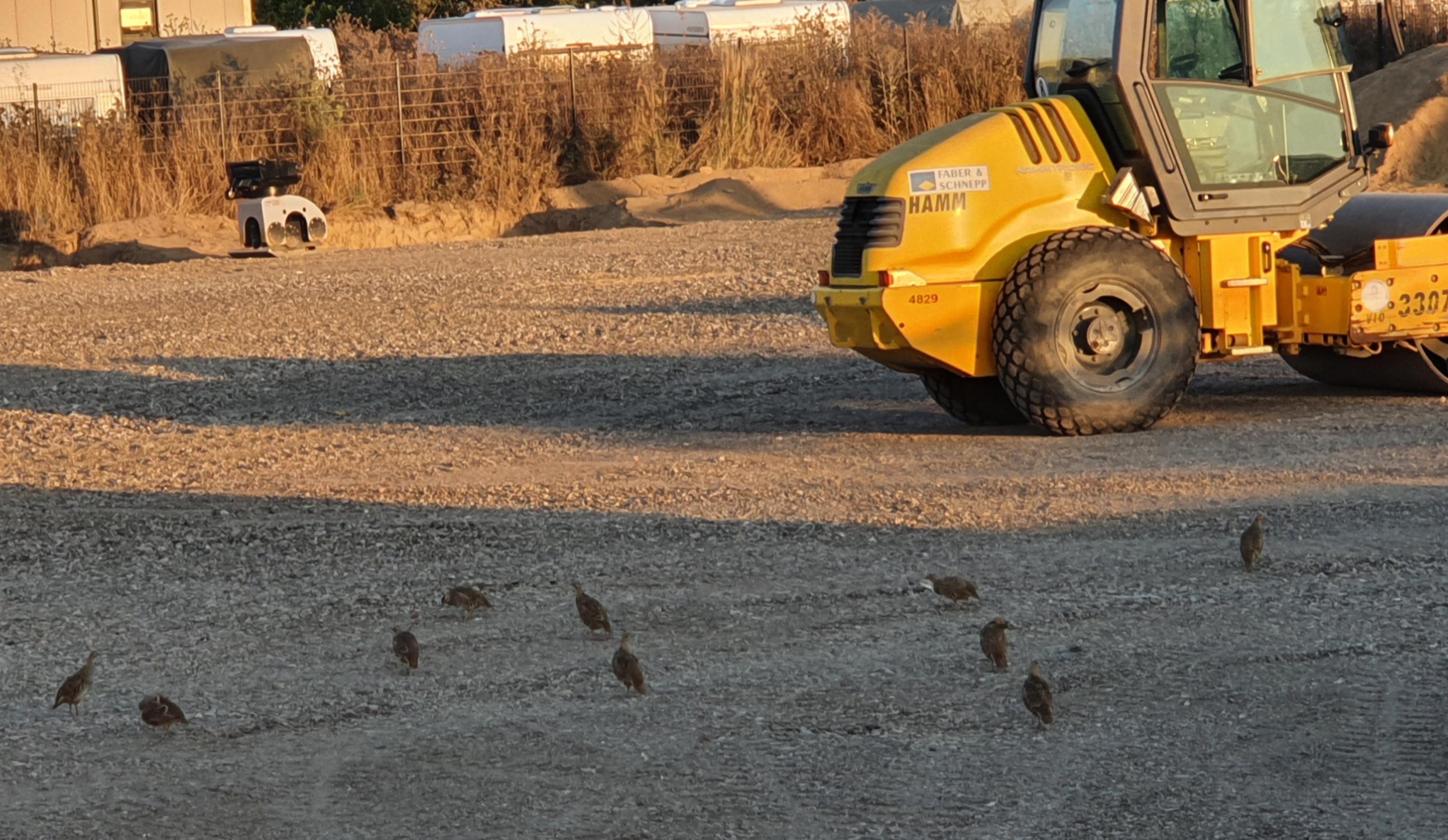 Eine Gruppe Rebhühner steht auf der mit Kies bestreuten Fläche, wo bis vor kurzem ihre Wiese war. Im Hintergrund ein gelber Bagger und weitere Baustellenfahrzeuge.