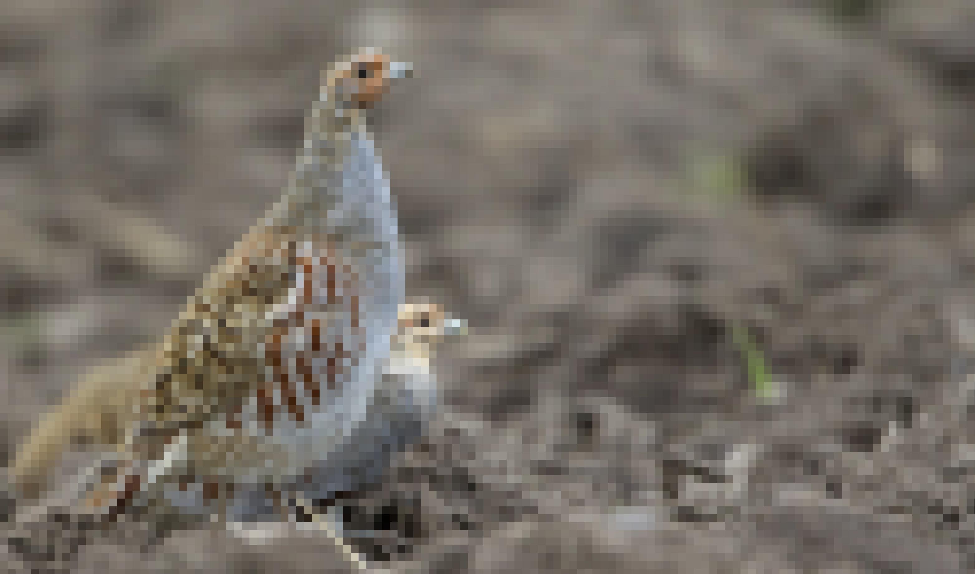 Zwei Rebhühner auf einem Feld.