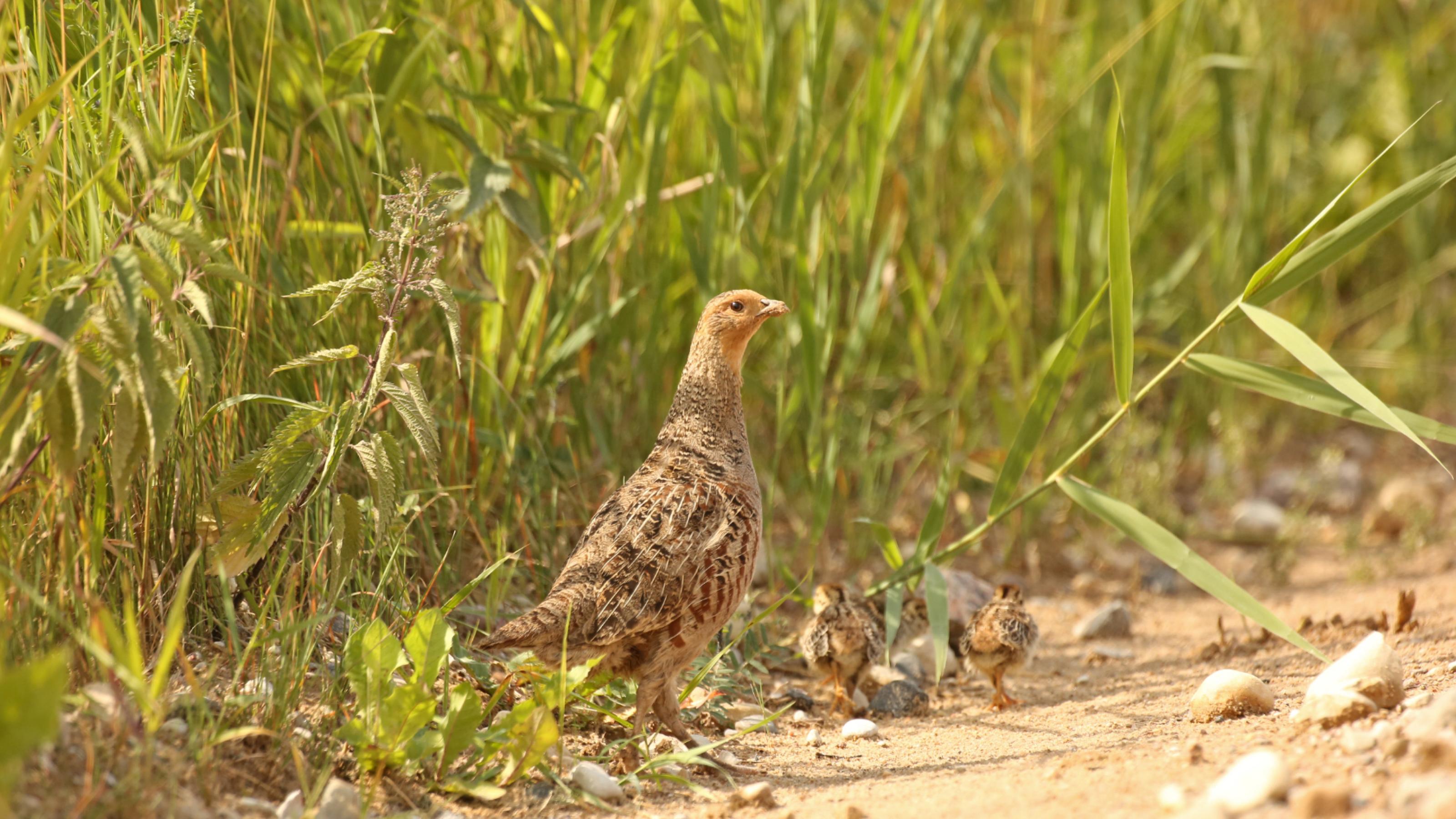 Eine Rebhuhn-Henne mit ihren Küken am Feldrand