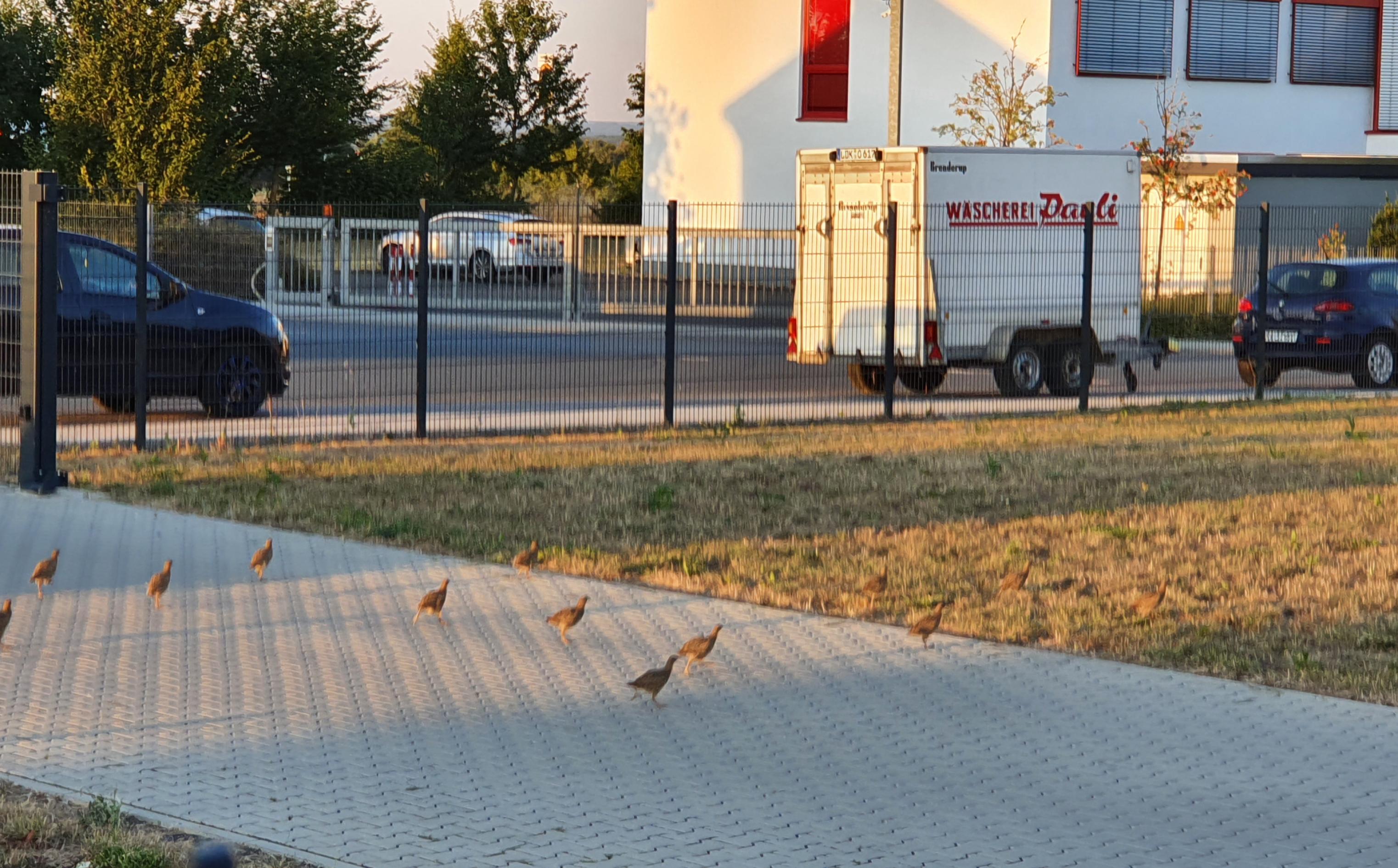 Eine Gruppe Rebhühner, ungefähr ein Dutzend, läuft über einen Kopfsteinpflasterweg im Gewerbegebiet. Im Hintergrund Autos