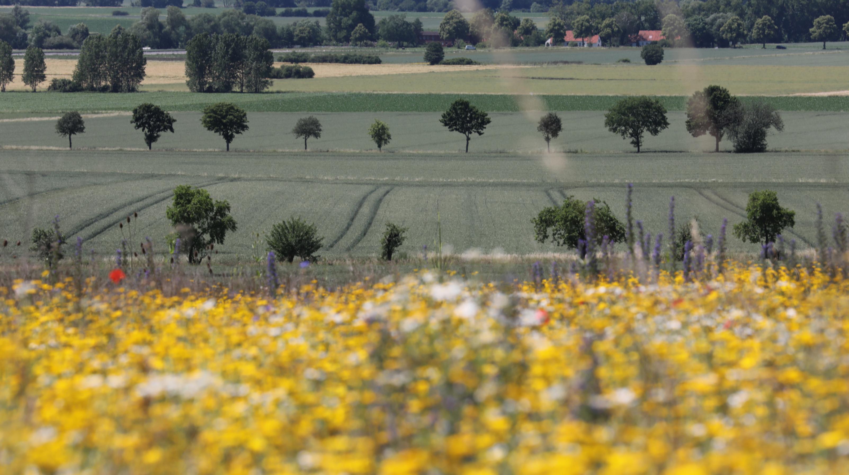 Eine Blühfläche vor dem Hintergrund einheitlicher Felder der Intensivlandwirtschaft