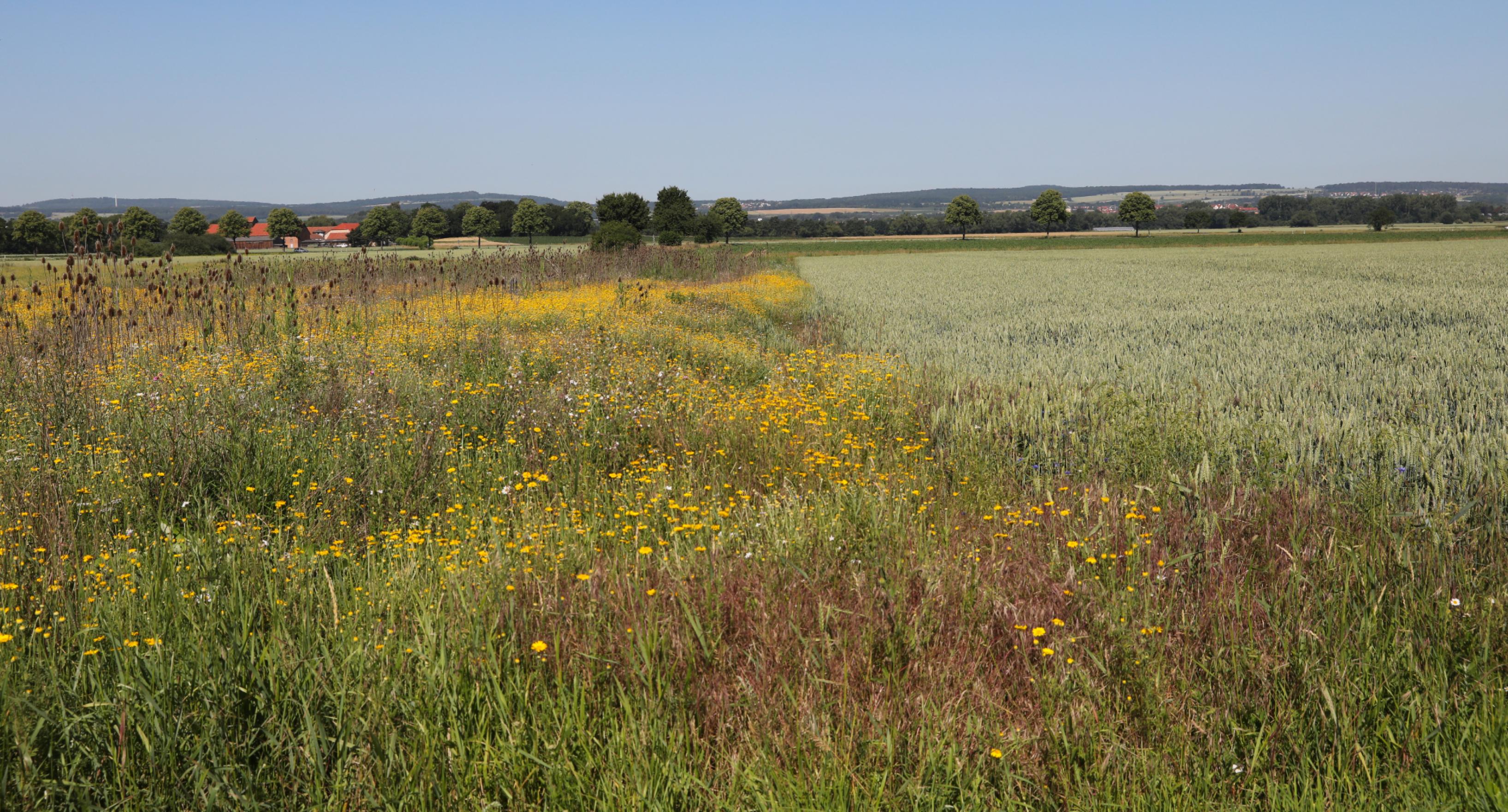 Der Übergangsbereich zwischen Schutzfläche und Landwirtschaftsfläche. links Rebhuhnschutzfläche, rechts ein Getreidefeld.