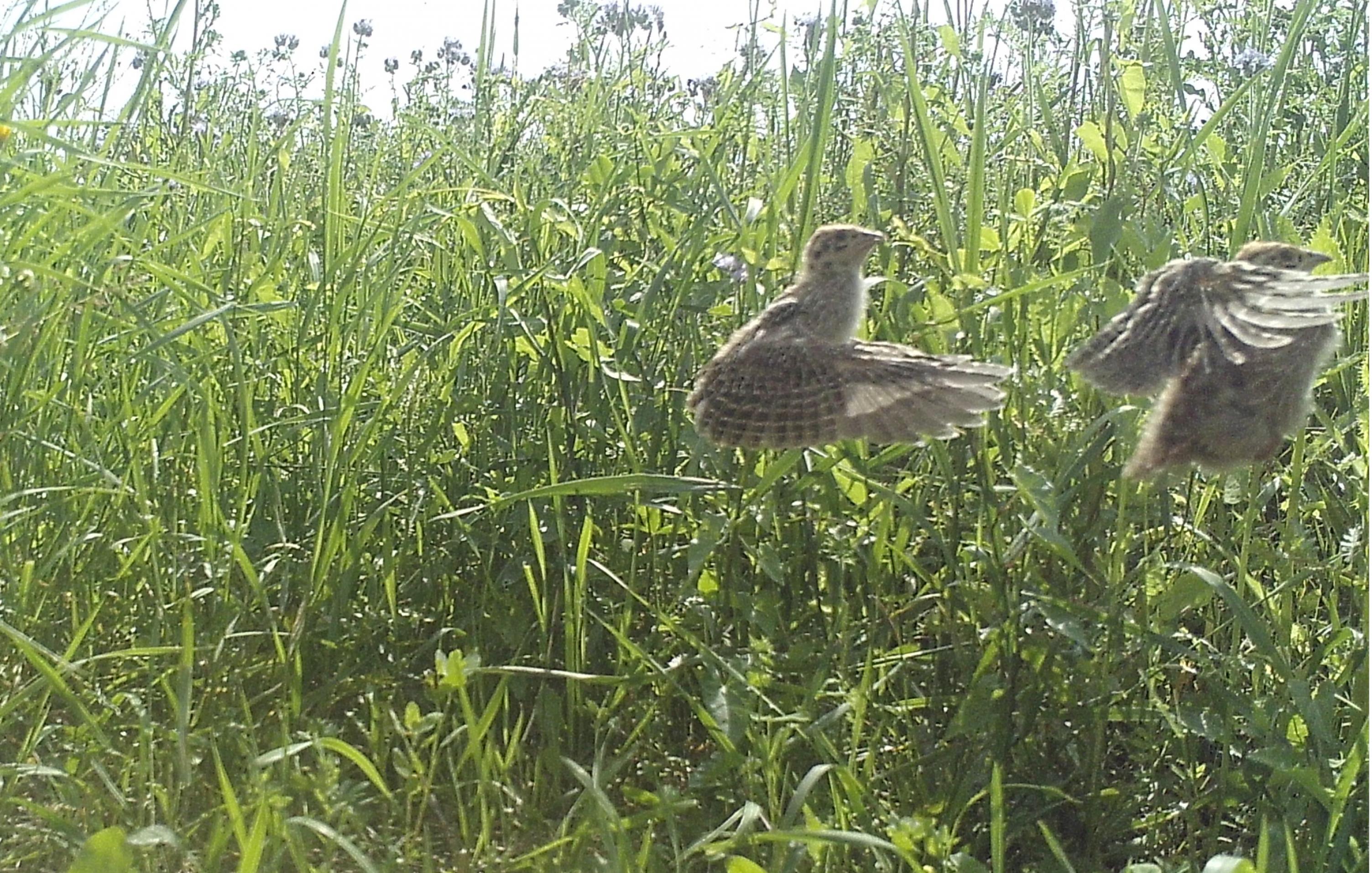 Zwei kleine Rebhuhn-Küken flattern im Gras, Foto aus einer Überwachungskamera