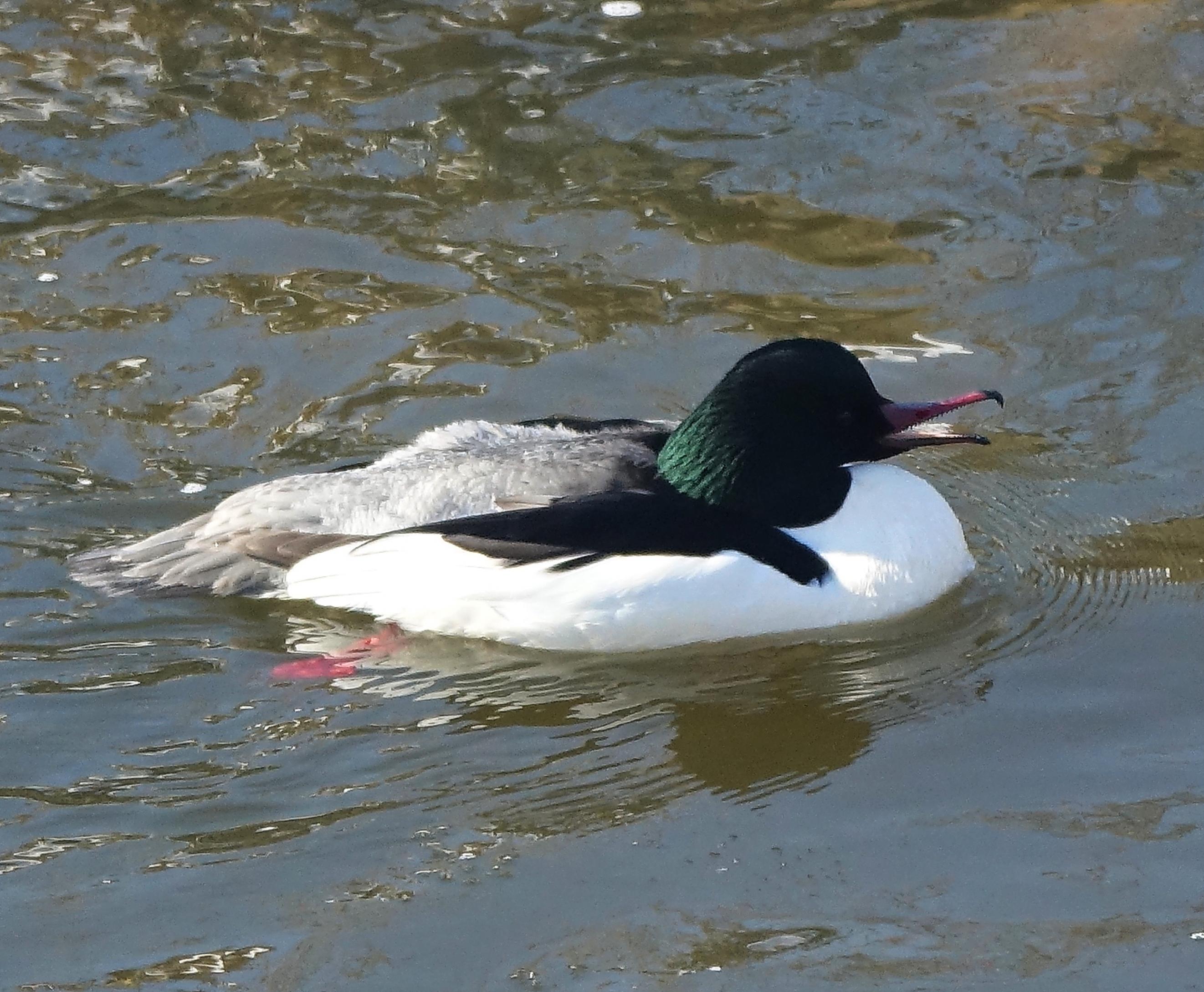 Ein Gänsesäger-Männchen paddelt über einen Teich; den Schnabel leicht geöffnet, so dass man die namensgebenden Sägezähnchen erkennt