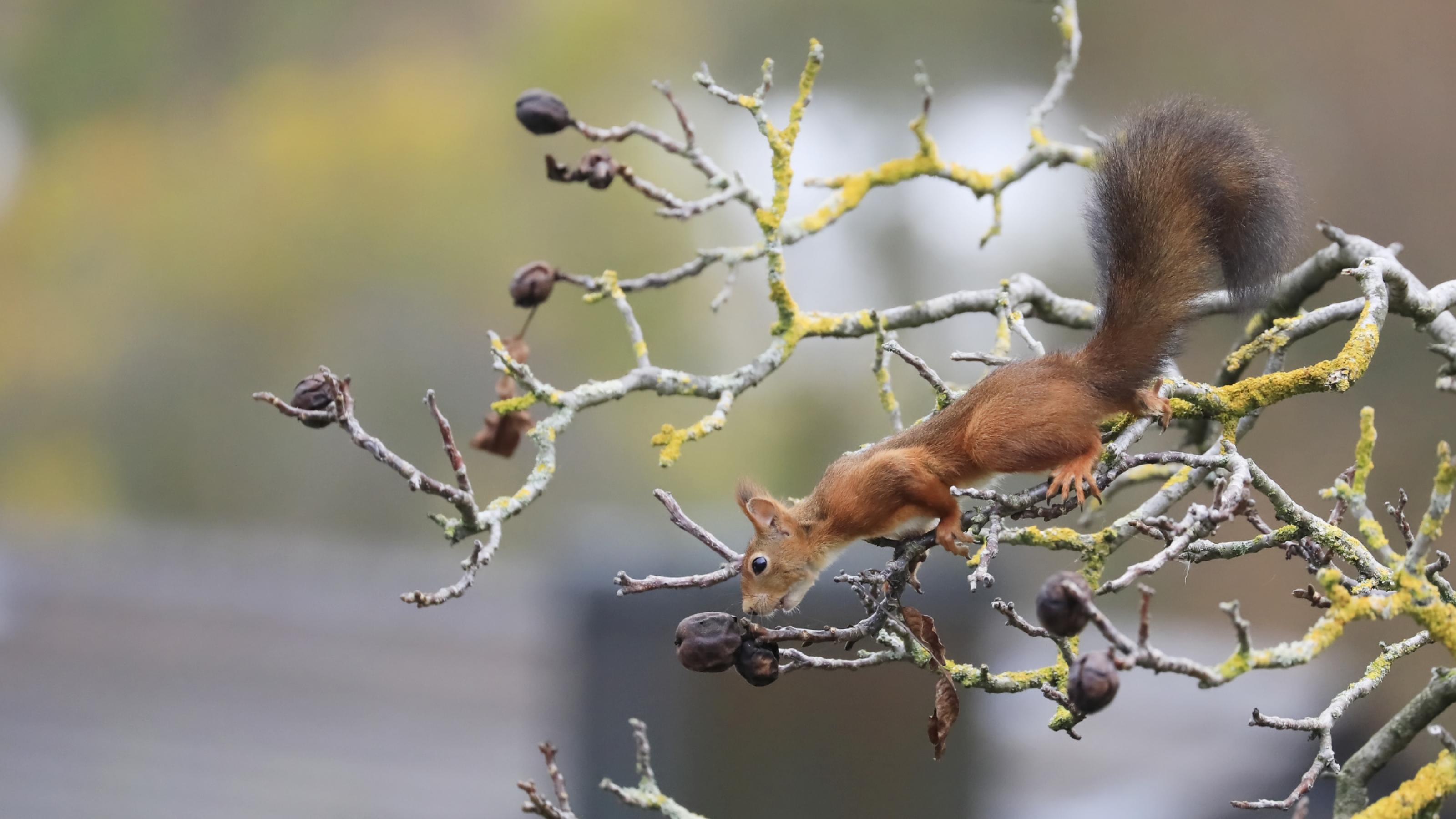Eichhörnchen klettert auf einem Ast weit außen, Schnauze an Walnüssen.