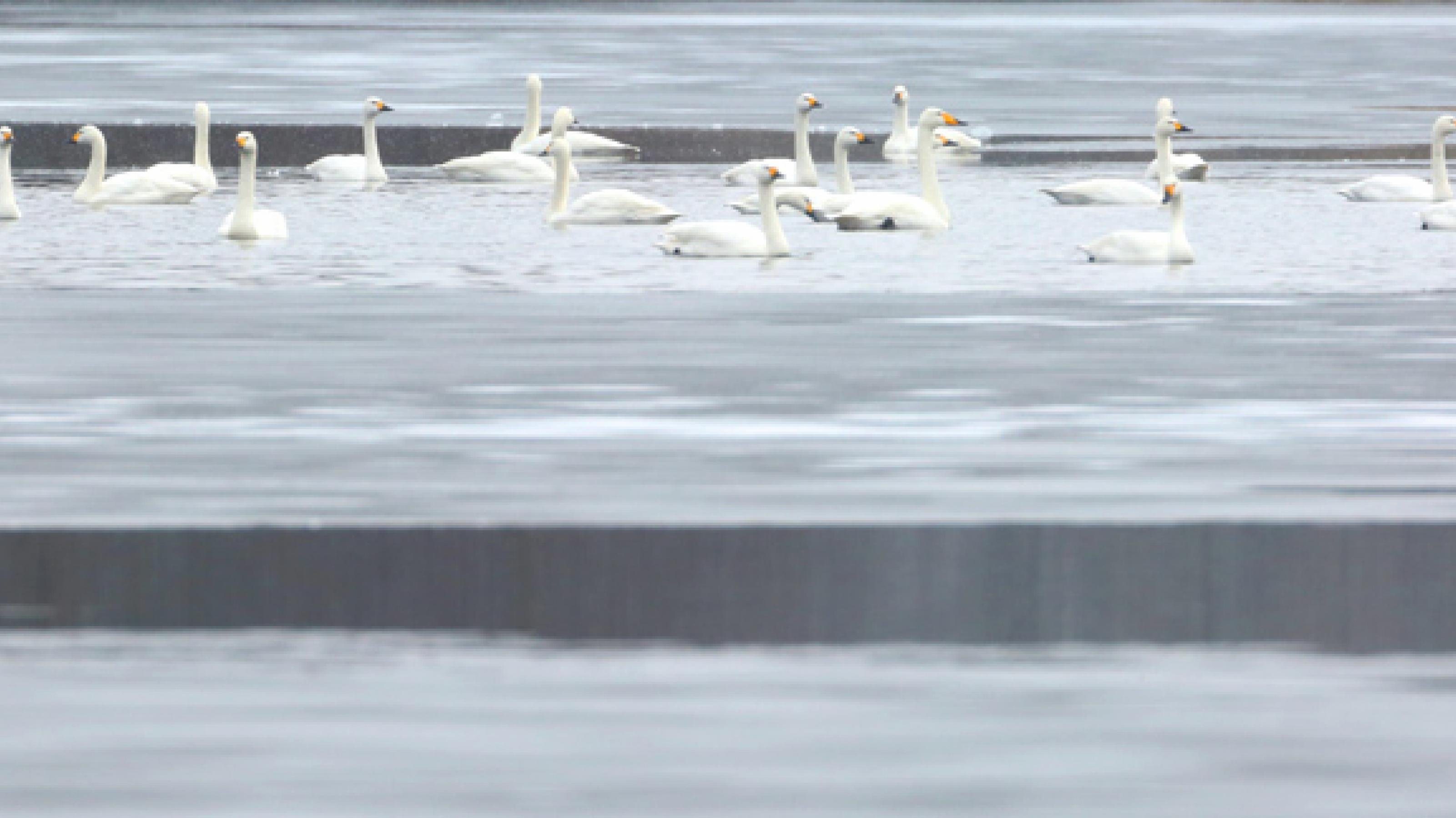 Eine Gruppe Singschwäne schwimmt auf einem fast zugefrorenen See.