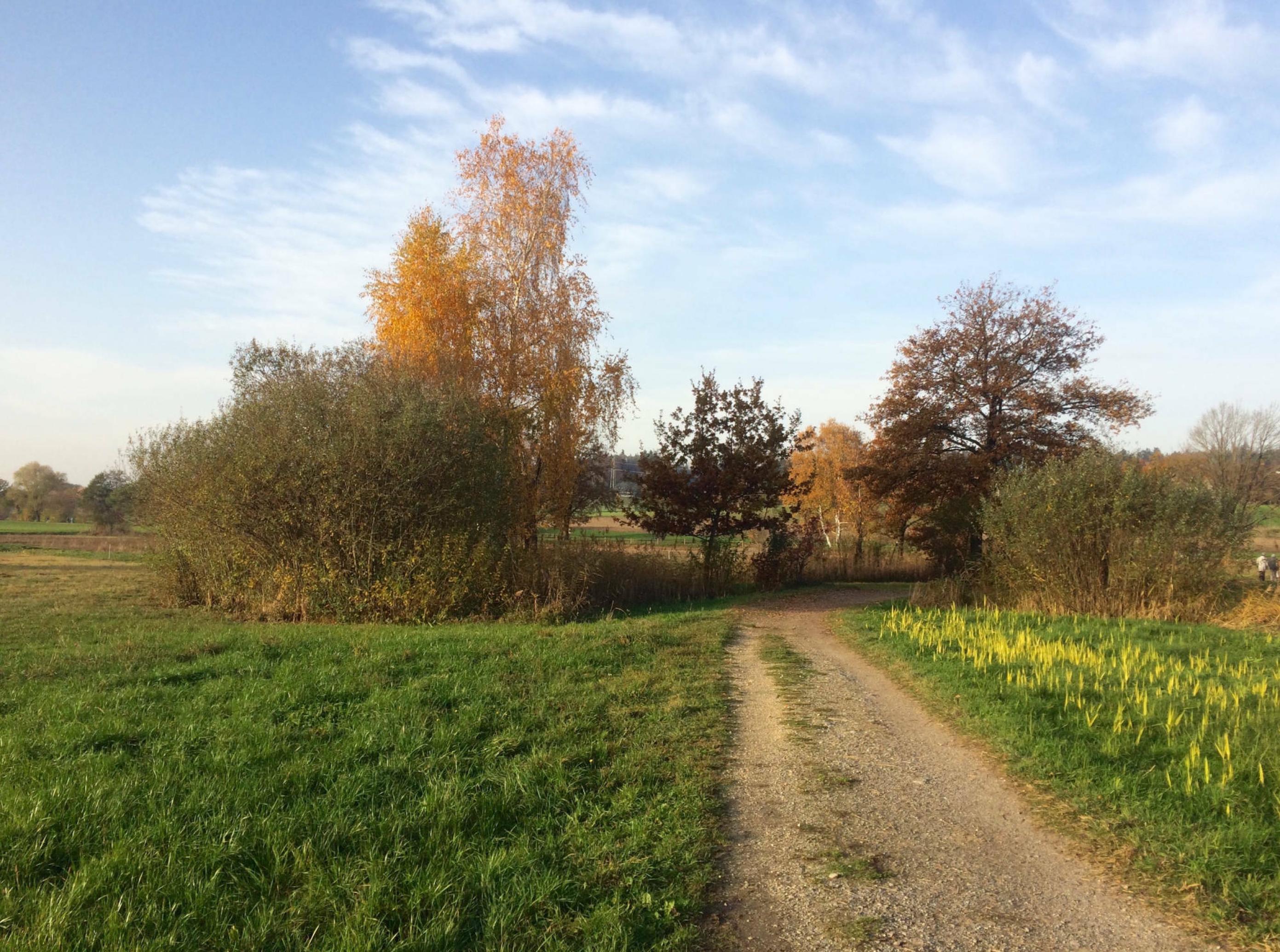 Ein Weg zwischen Feldern