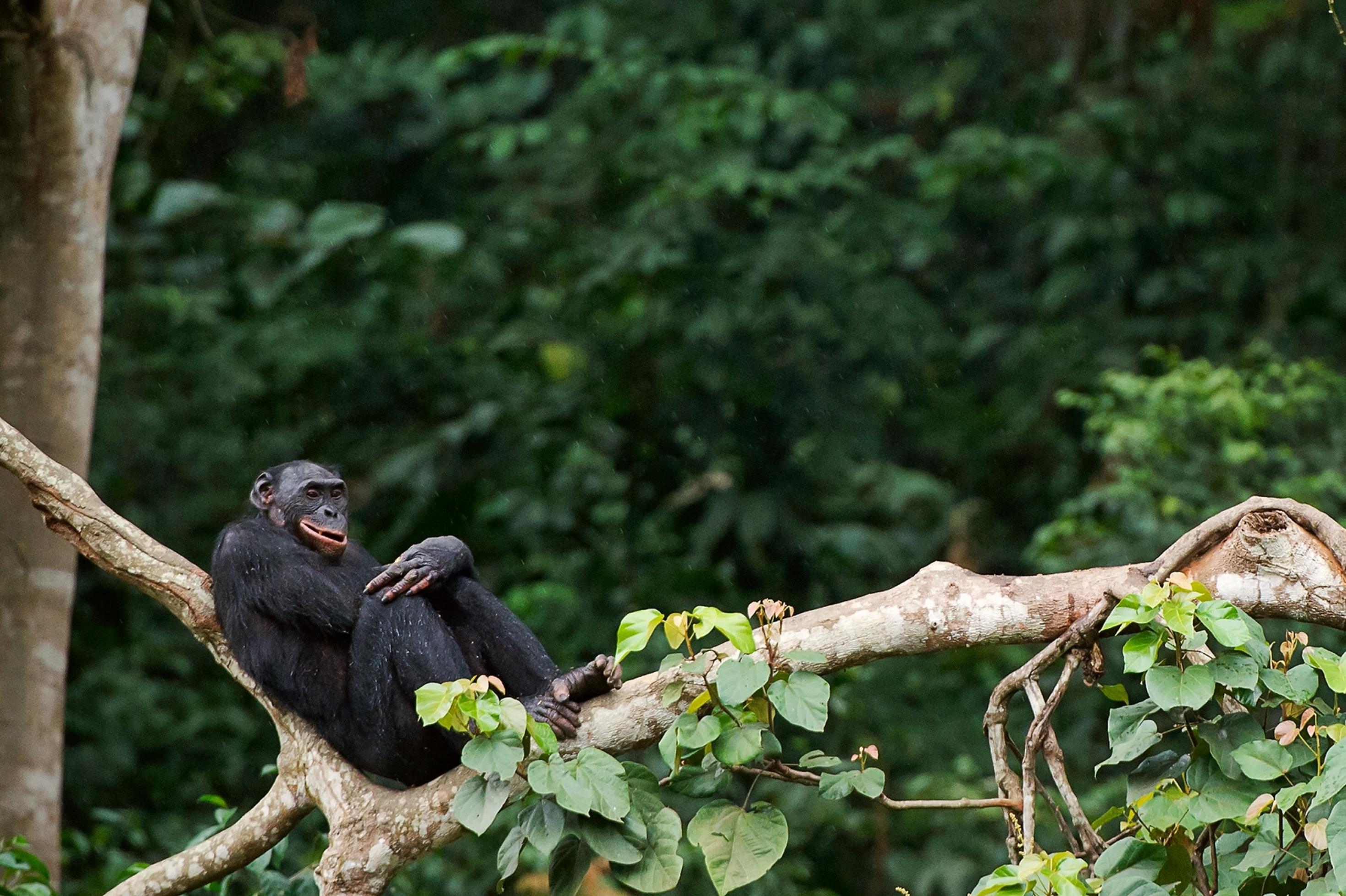 Bonobo auf einem Baumzweig. Demokratische Republik Kongo.