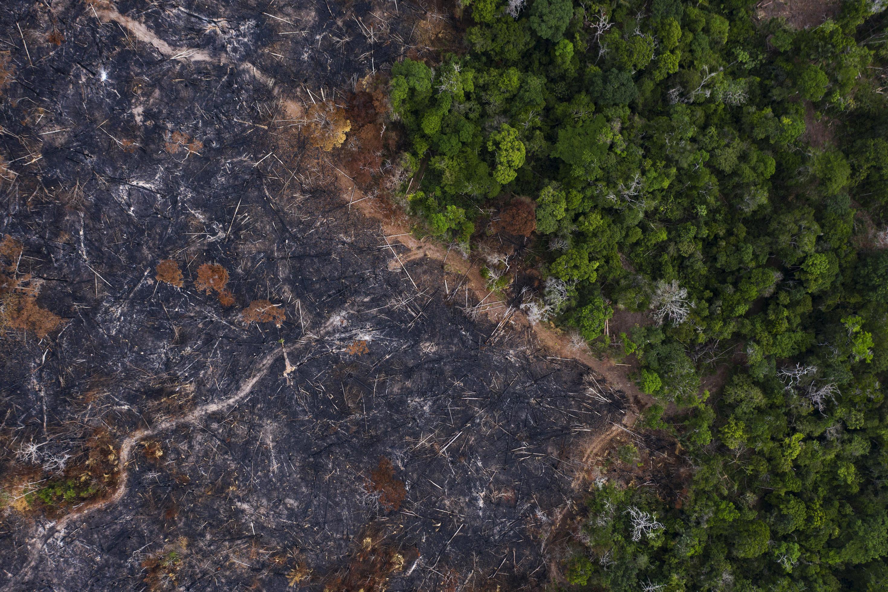 In dem Foto ist aus der Vogelperspektive Regenwald im brasilianischen Bundesstaat Para zu sehen. In der einen Hälfte des Bildes steht intakter Regenwald, in der anderen Hälfte ist nur noch verbranntes Gebiet sichtbar.