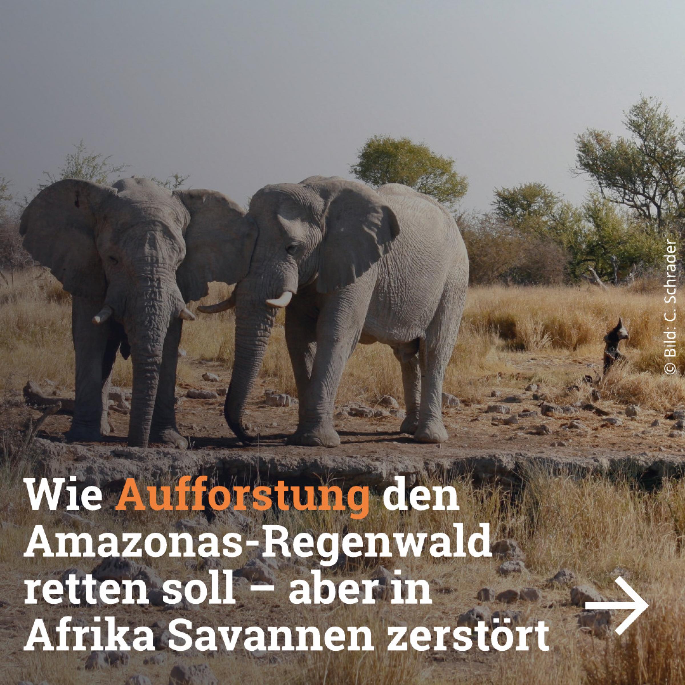 Wie Aufforstung den Amazonas-Regenwald retten soll – aber in Afrika Savannen zerstört