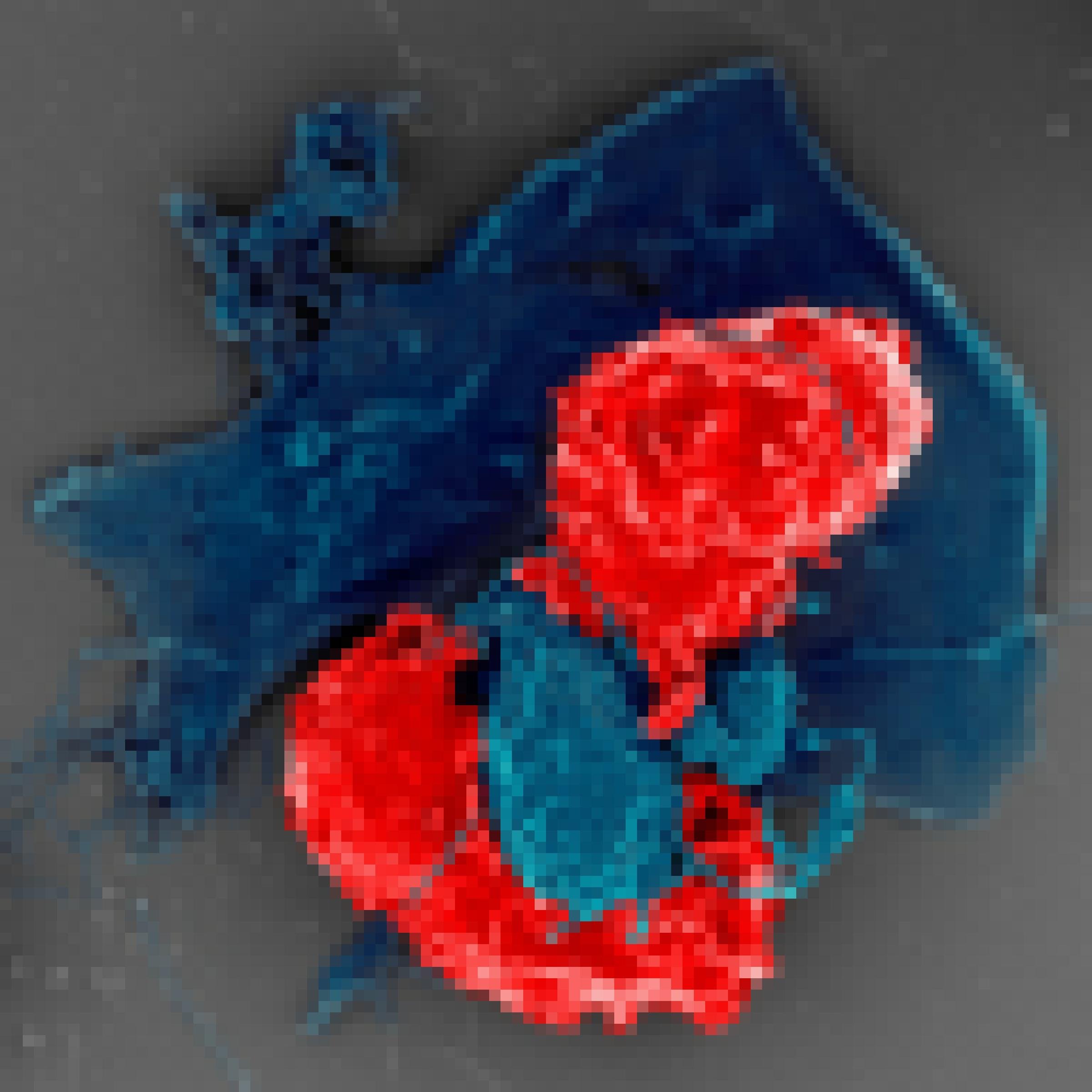 Elektronenmikroskopische Aufnahme einer regulatorischen T-Zelle, die hier rot angefärbt ist, in Kontakt mit einer anderen Abwehrzelle (blau).