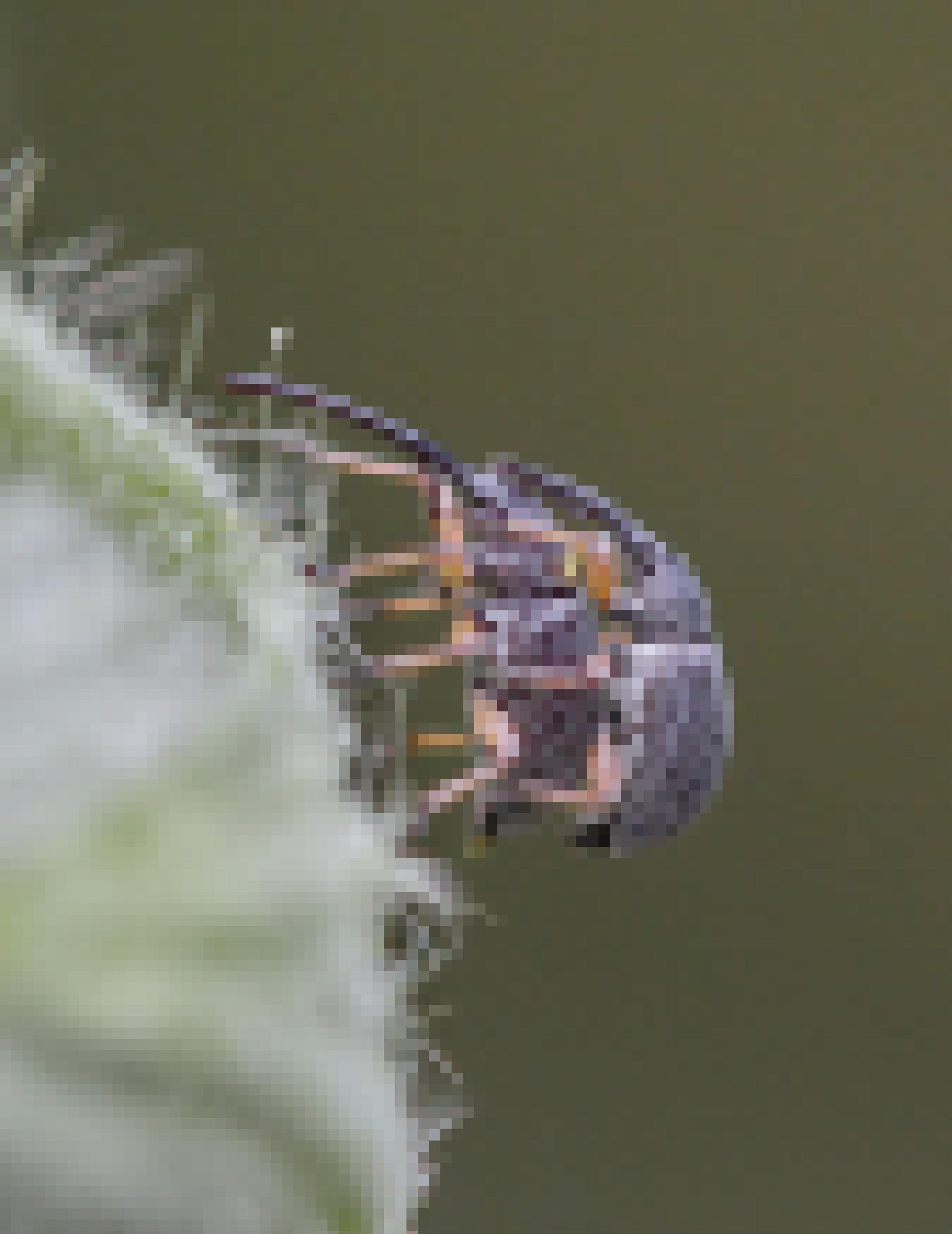 Zwei schwarz-weiß gestrichelte Käfer mit sehr langen Mundwerkzeugen sitzen auf einer stark behaarten Blüte