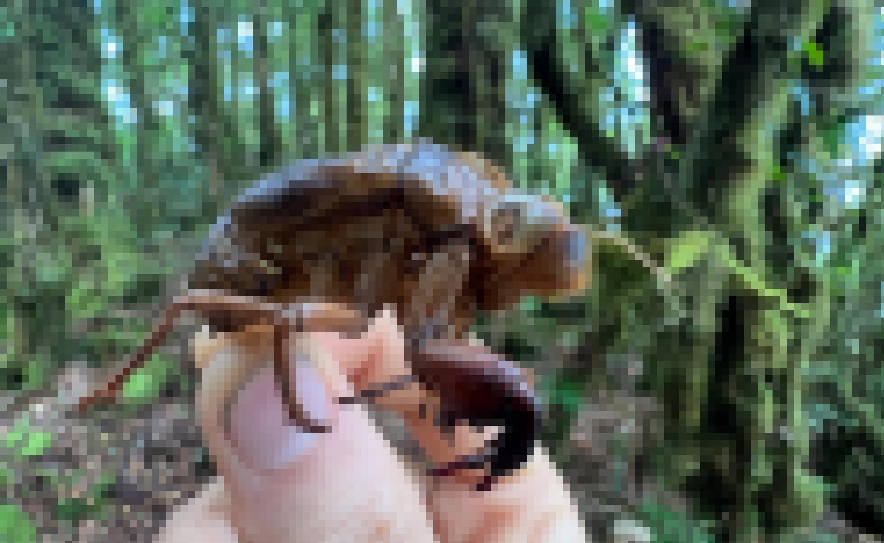 Jemand hält die bernsteinfarbene Chitinhülle eines Insekts zwischen Daumen und Zeigefinger. Sie ist etwa mausgroß mit zwei kräftigen Vorderbeinen, die an die Fangarme von Gottesanbeterinnen erinnern.