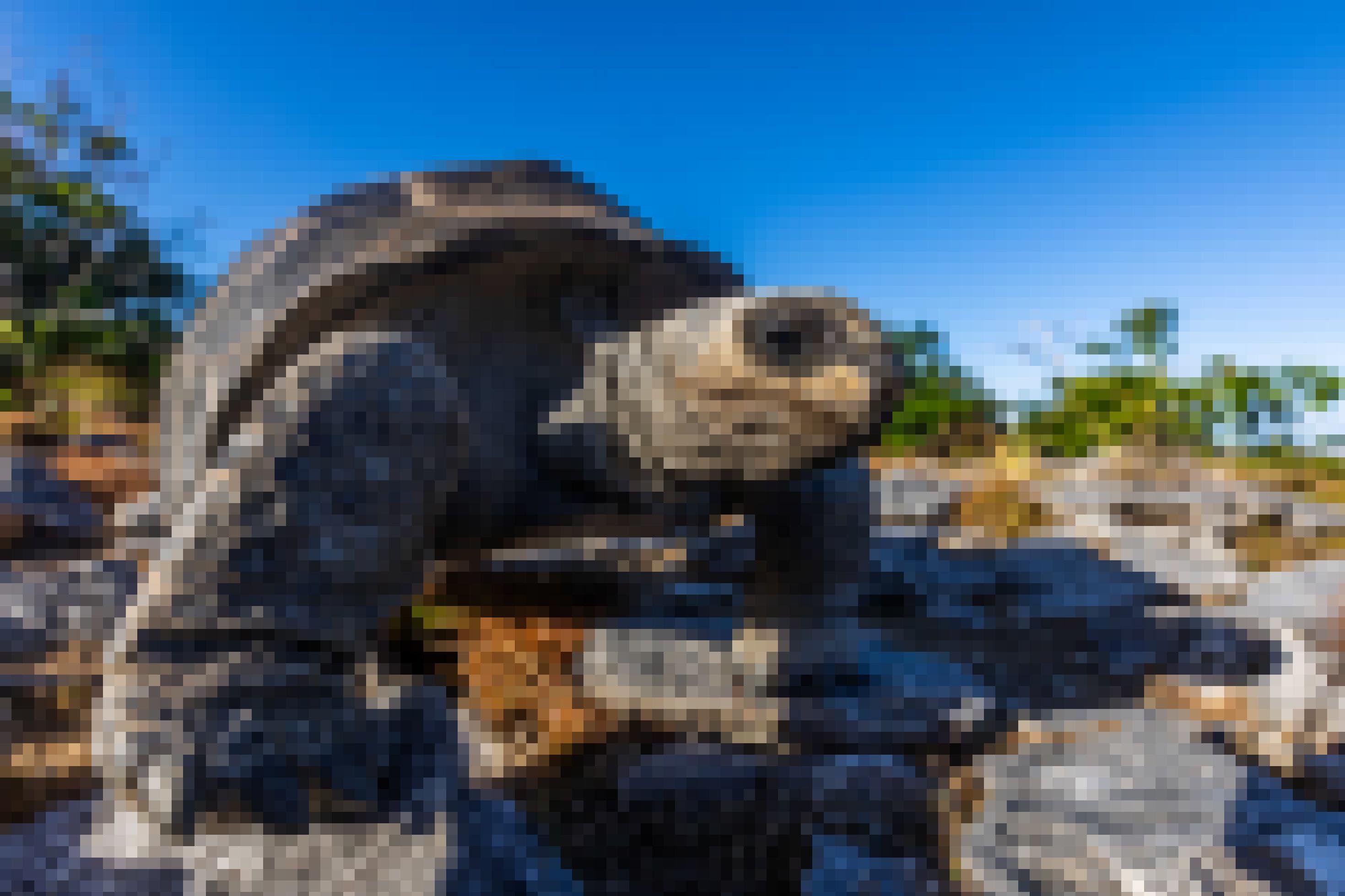 Eine Riesenschildkröte auf einer tropischen Insel.