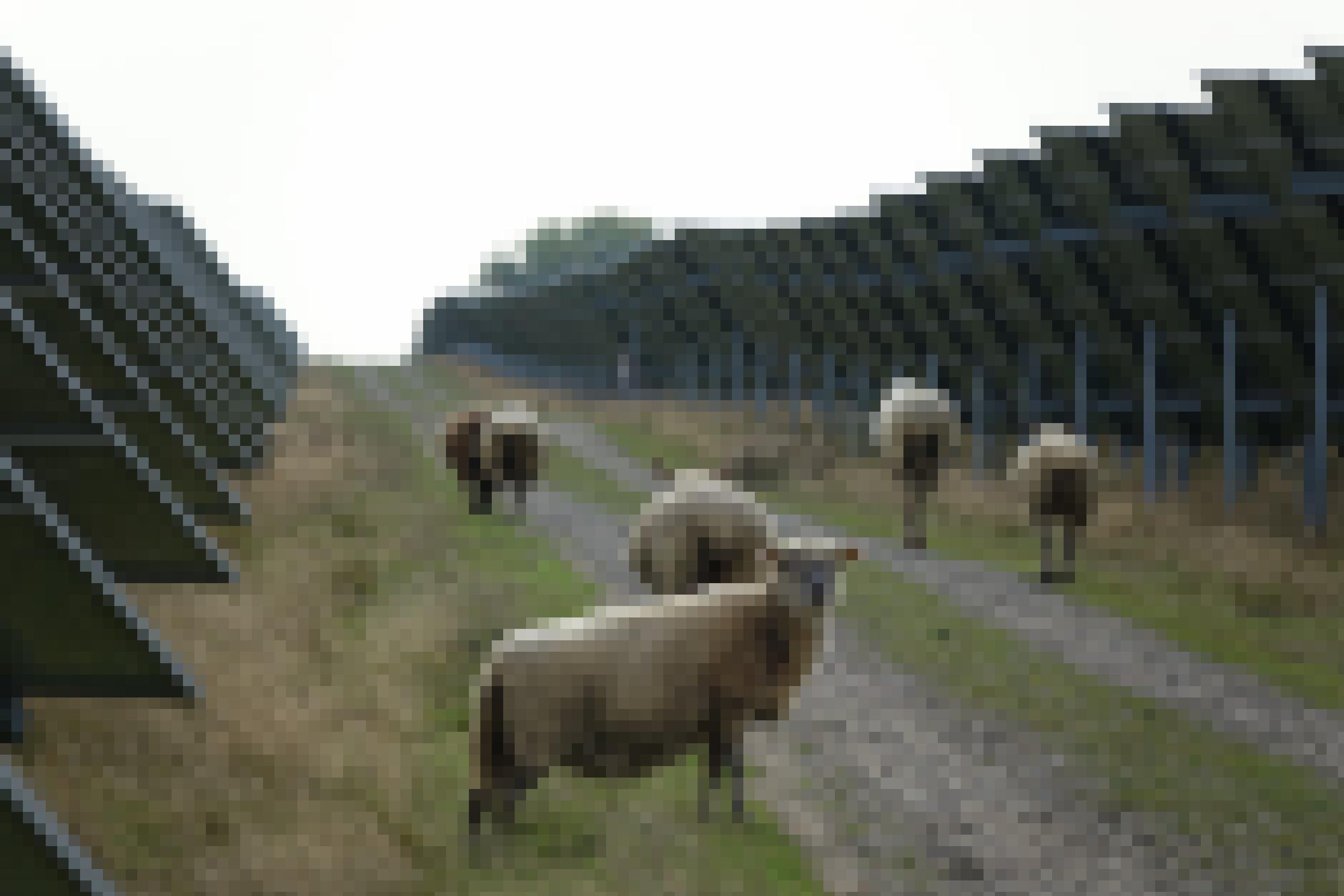Schafe trotten auf einem Weg, der zwischen einer langen Reihe von Solarmodulen verläuft.