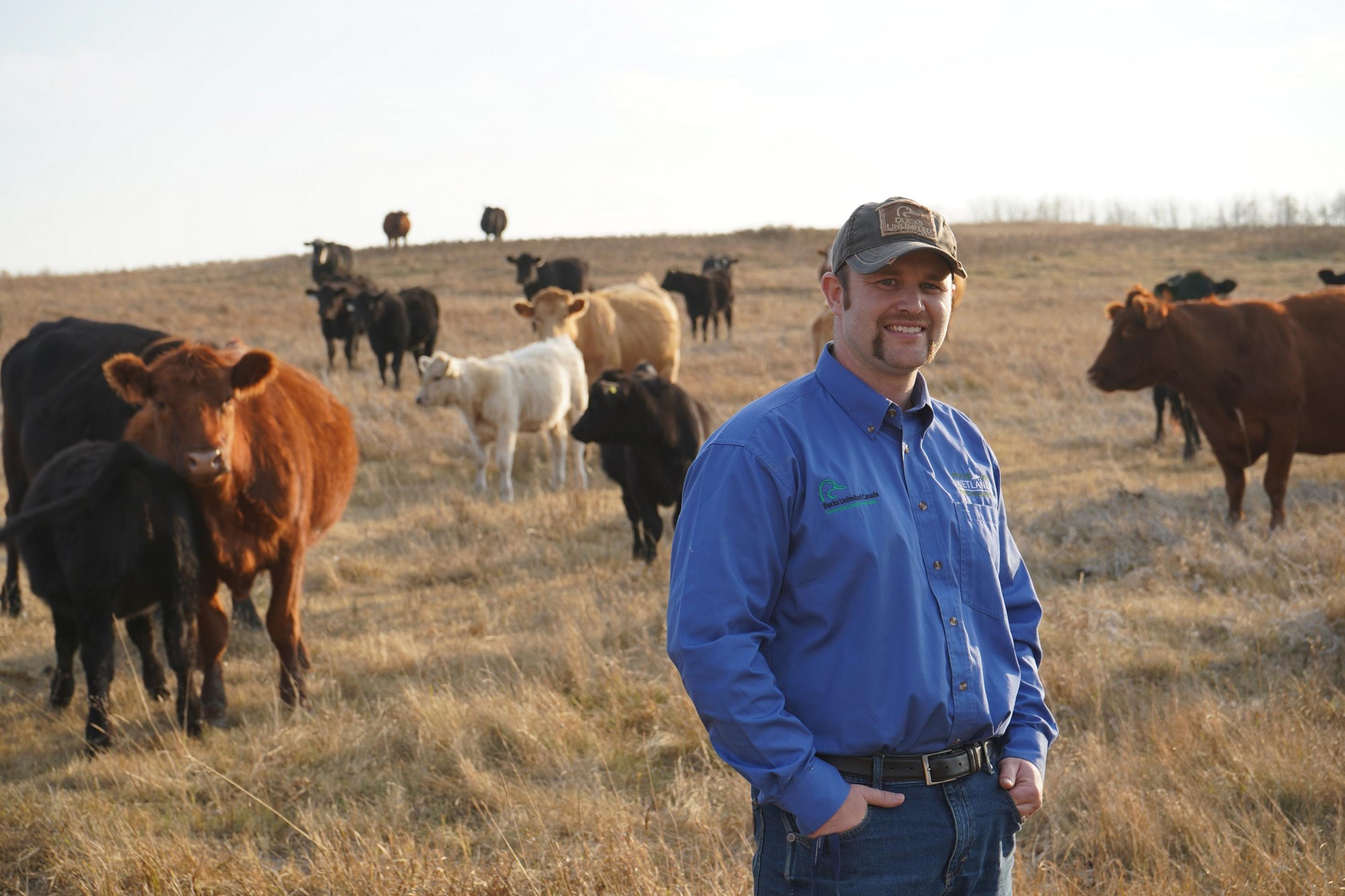 Ein Mann in einem blauen Hemd steht vor Rindern