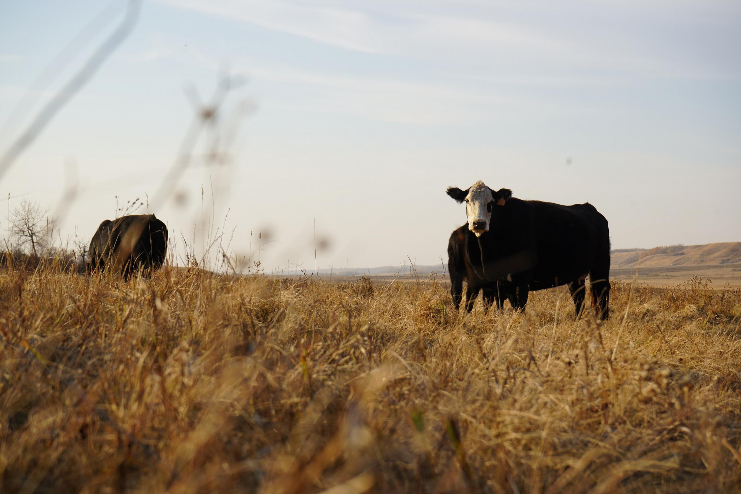 Rinder stehen in einer Graslandschaft. Im Vordergrund ein unscharfer Busch
