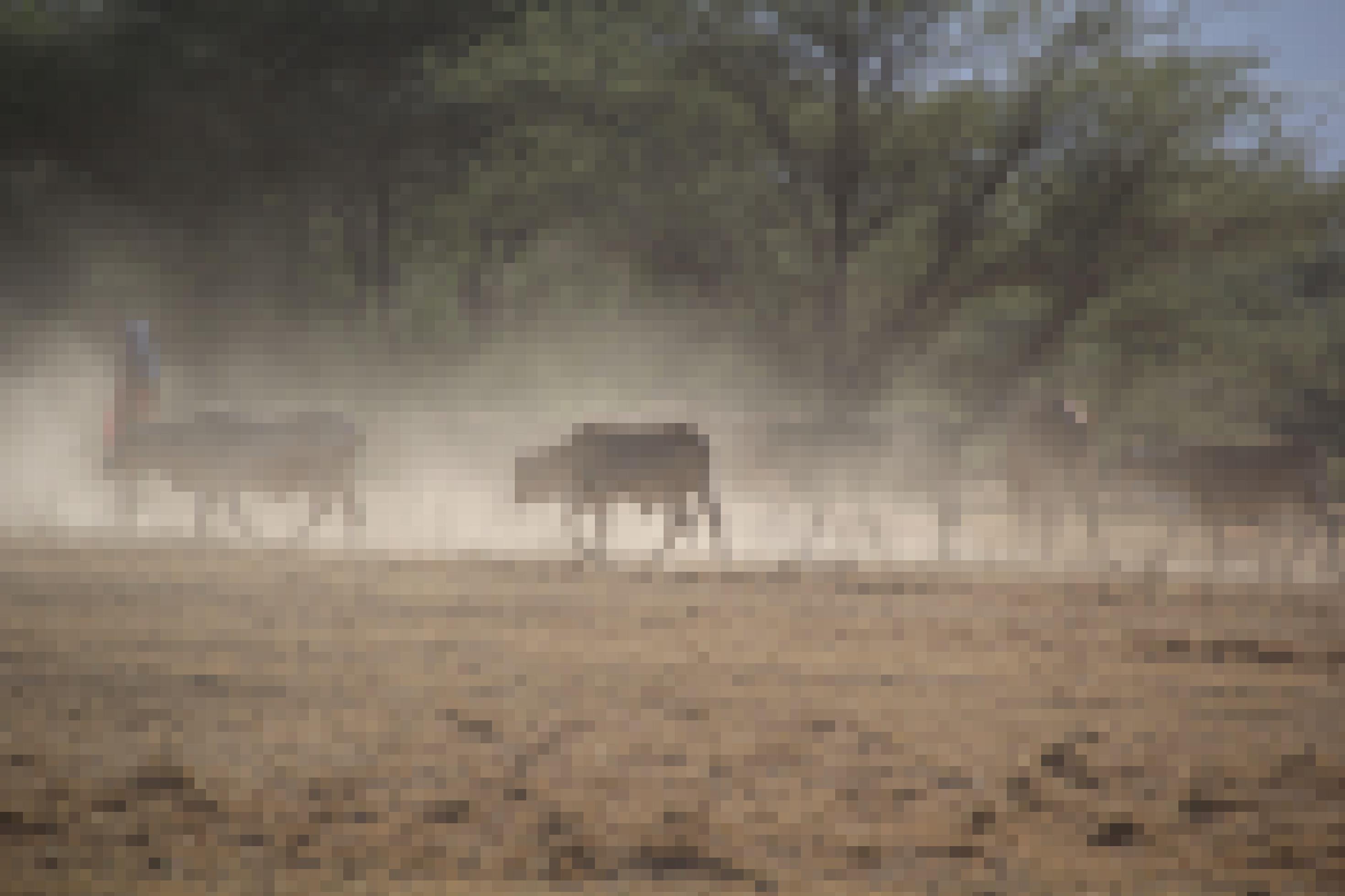 Ein Hirte zieht mit einer Rinderherde über völlig vertrocknetes Land. Die Tiere sind von einer Staubwolke umhüllt.