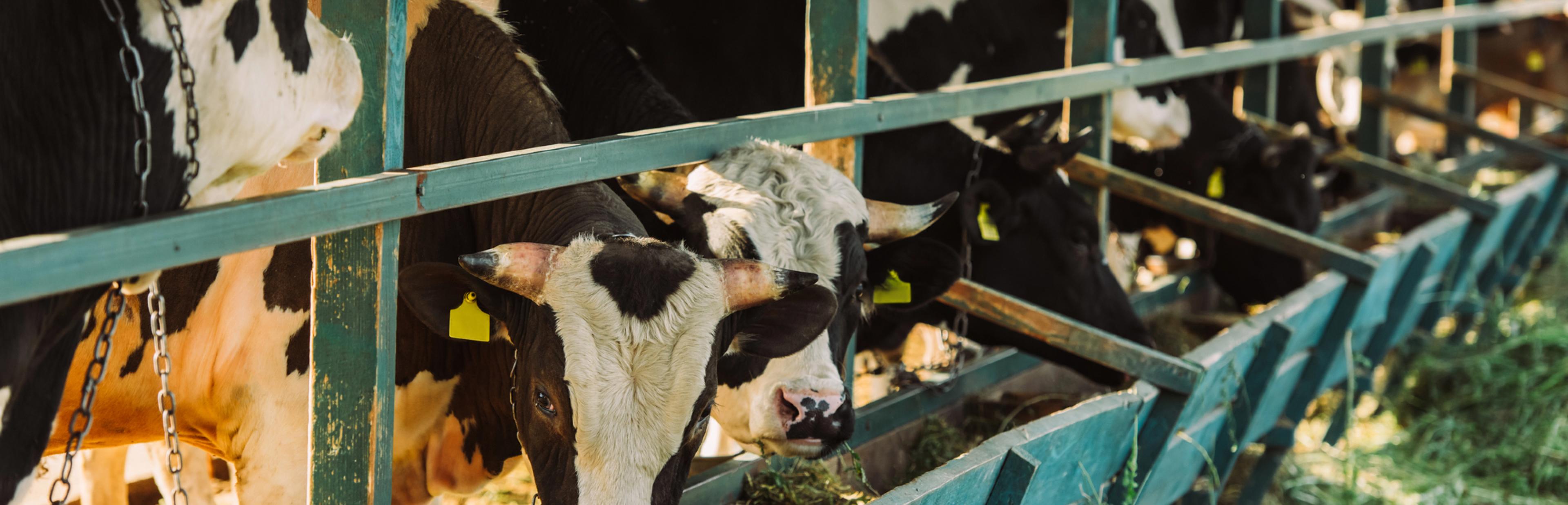 In einem großen Stall stehen mehrere schwarz-weiße Kühe dicht nebeneinander an Futtertrögen. Die Tiere fressen Heu, einige liegen auf dem Boden.