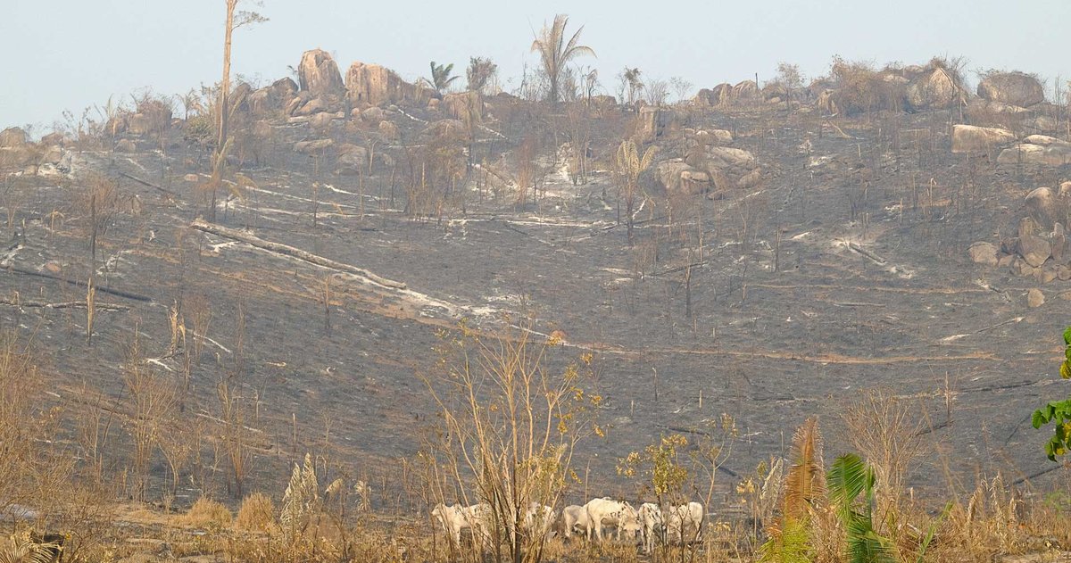 Globaler Waldschutz verfehlt Klimaziele: Alarmierende Bilanz