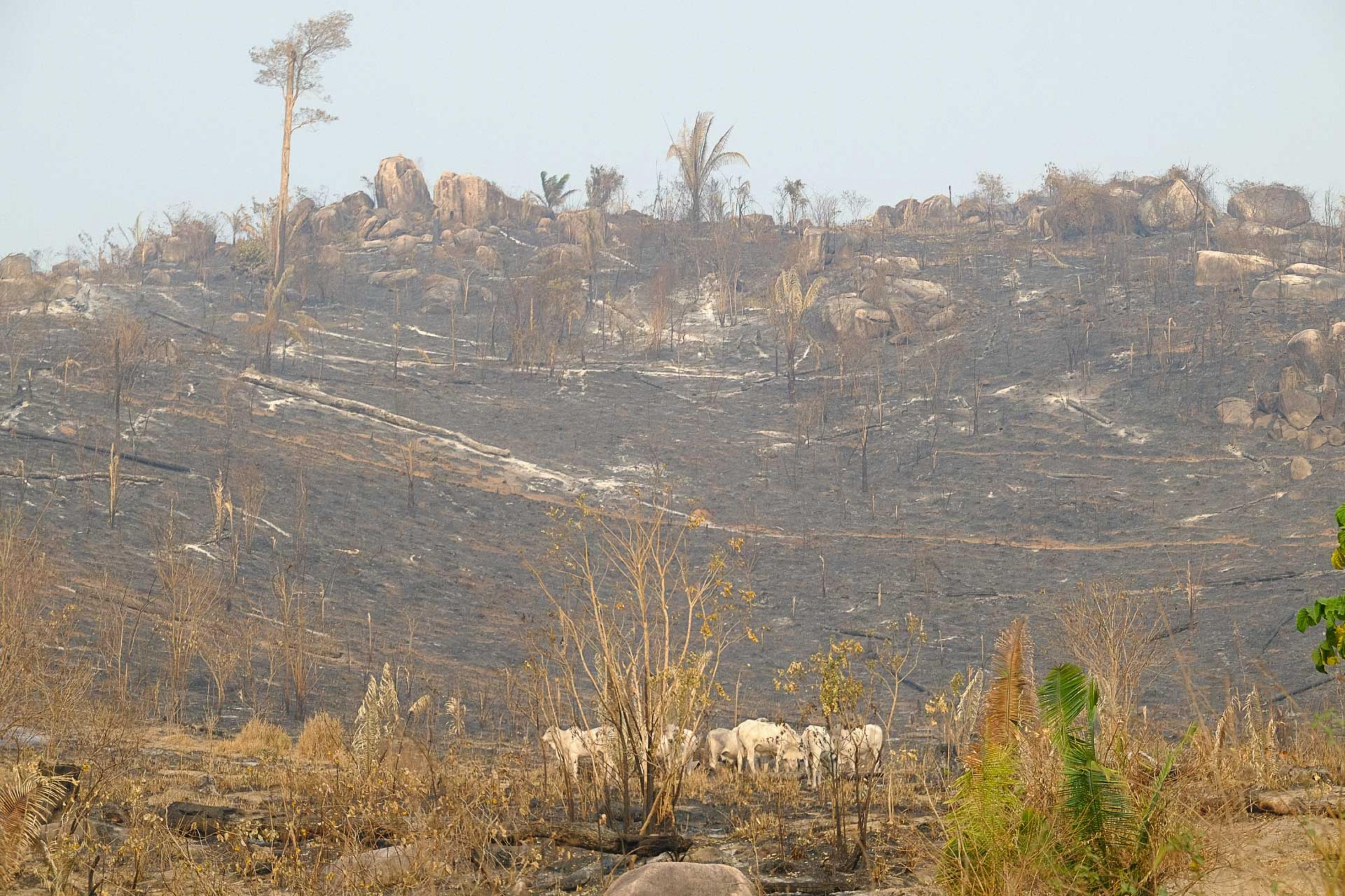Abgebrannter Regenwald im Feuerrauch mit Rindern im Vordergrund