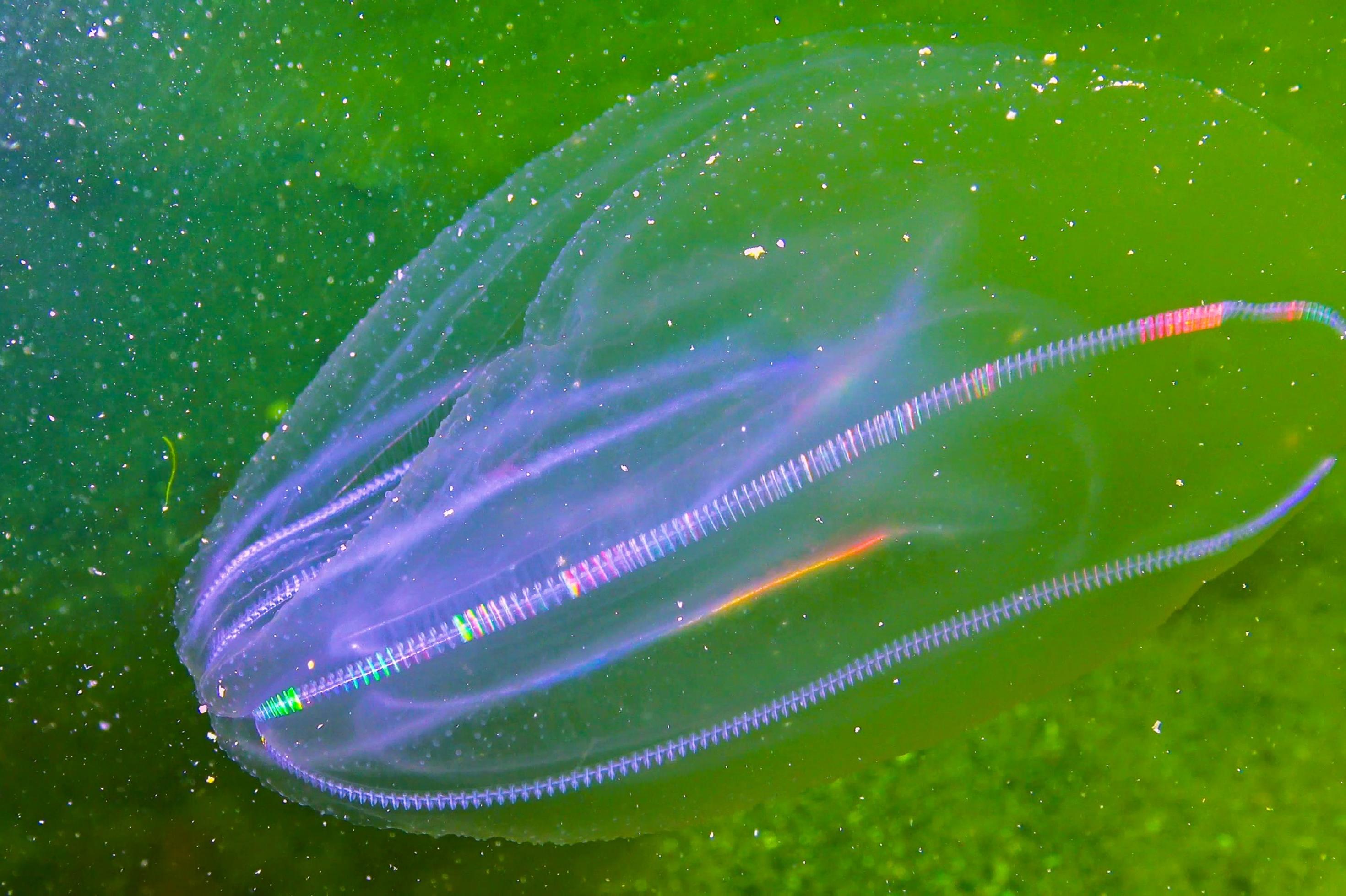 Eine durchsichtige, ovale Qualle mit Seitenleisten, die in Regenbogenfarben schillern, vor grünem Hintergrund.