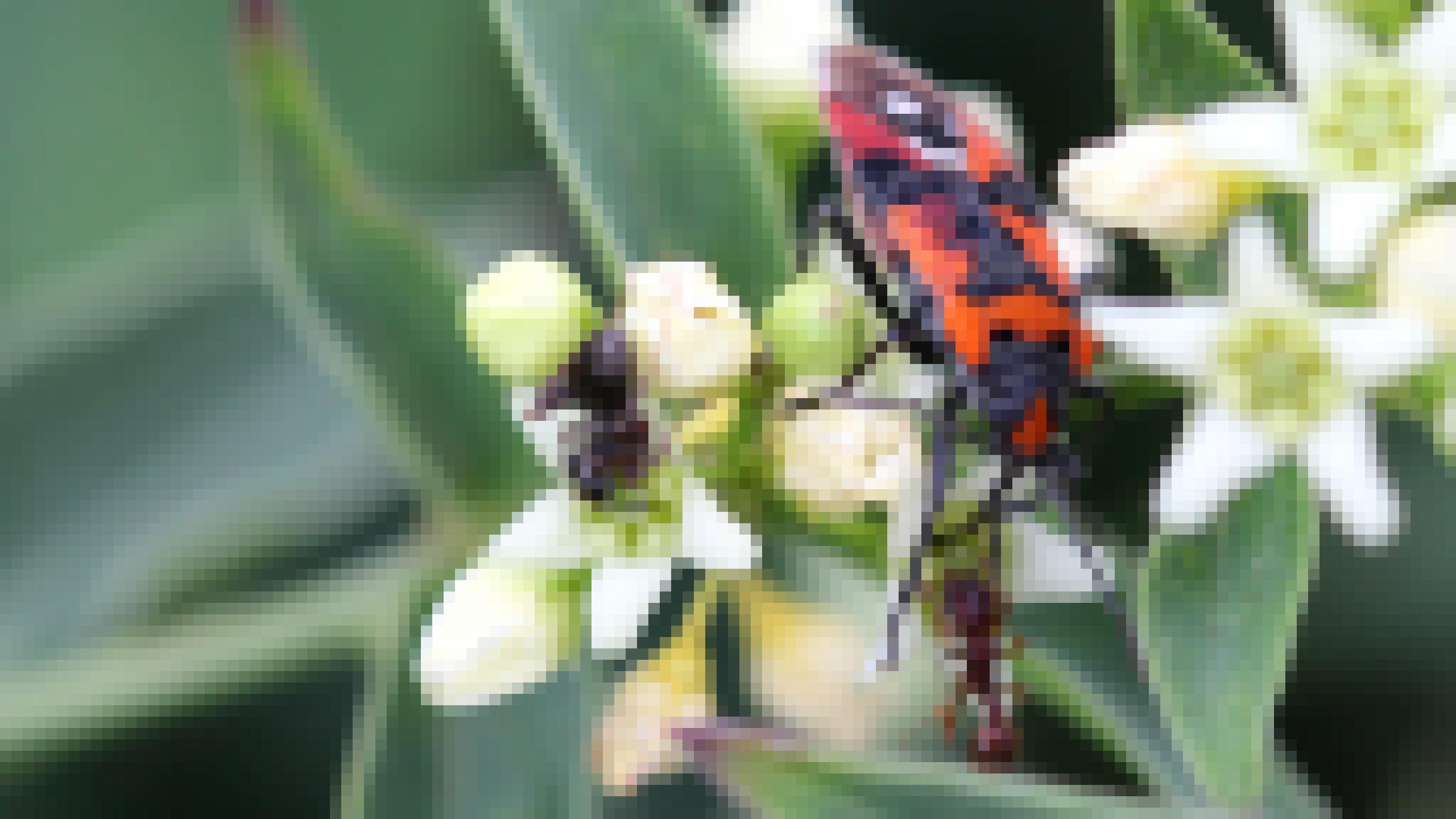 Ein rot-schwarz gezeichnetes Insekt sitzt auf einer weißen Blüte