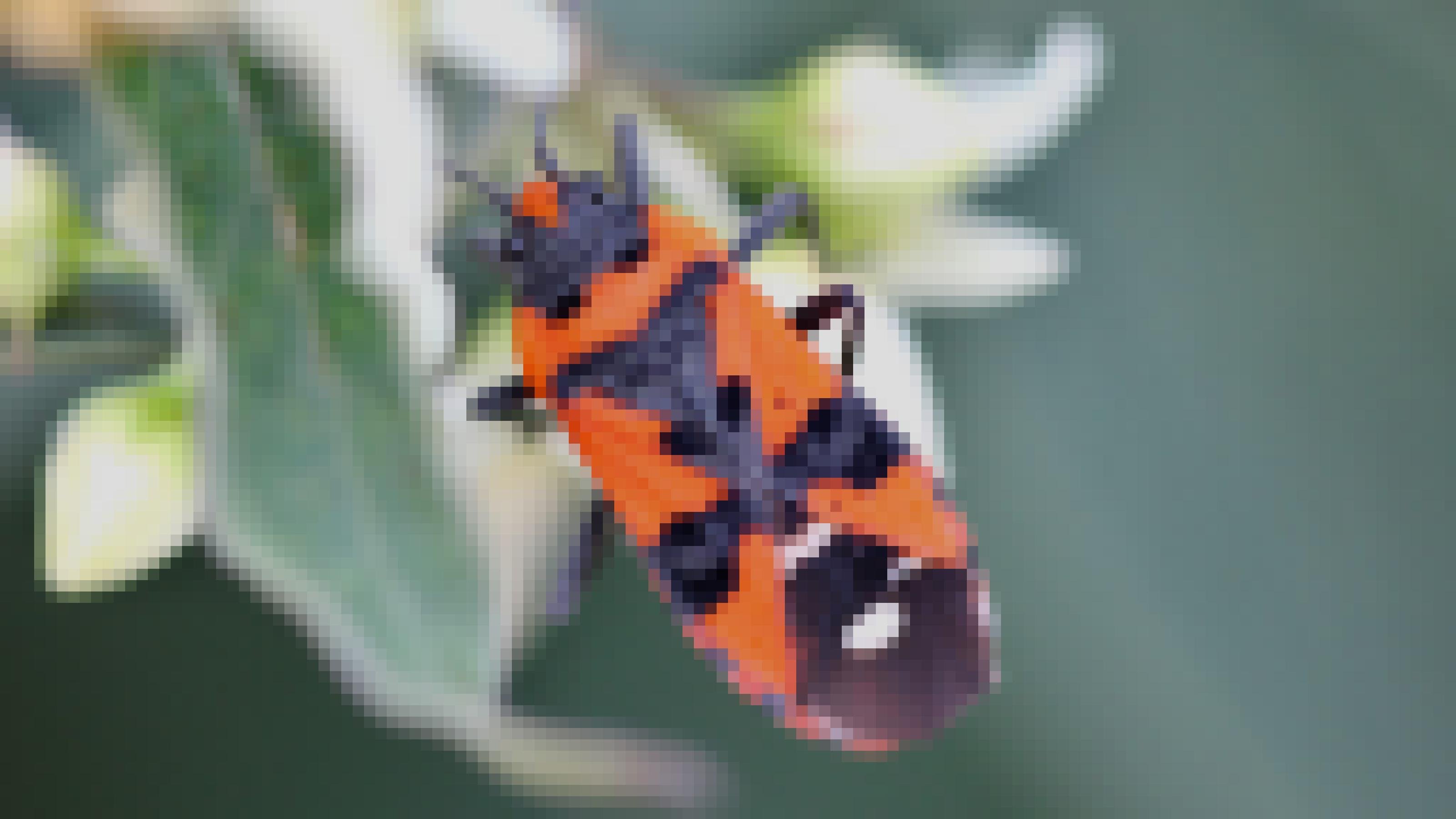 Ein rot-schwarz gezeichnetes Insekt sitzt auf einer weißen Blüte