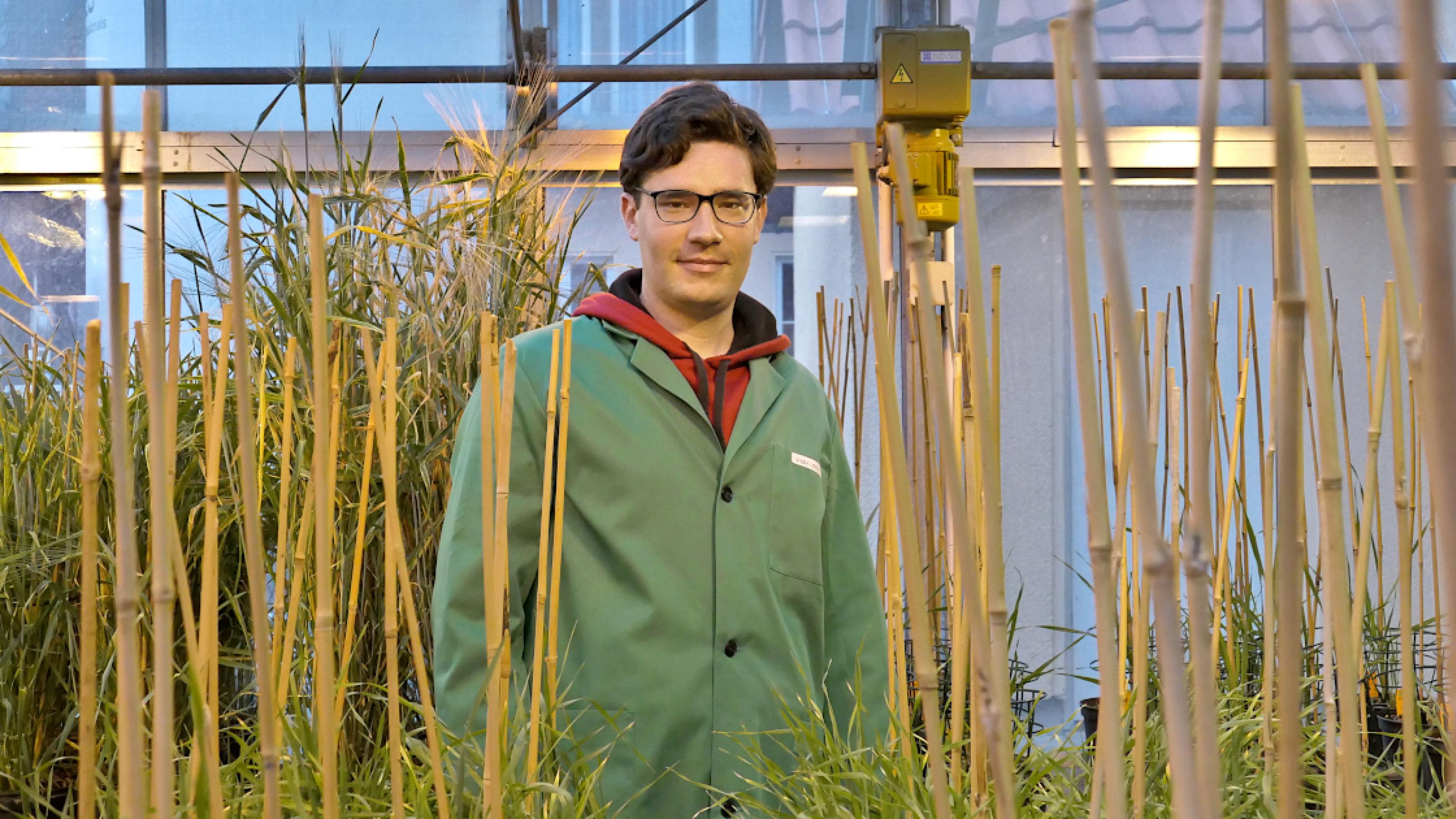 Robert Hoffie im grünen Kittel steht zwischen Getreidepflanzen, die einzeln mit dünnen Bambusstäben gestützt werden.