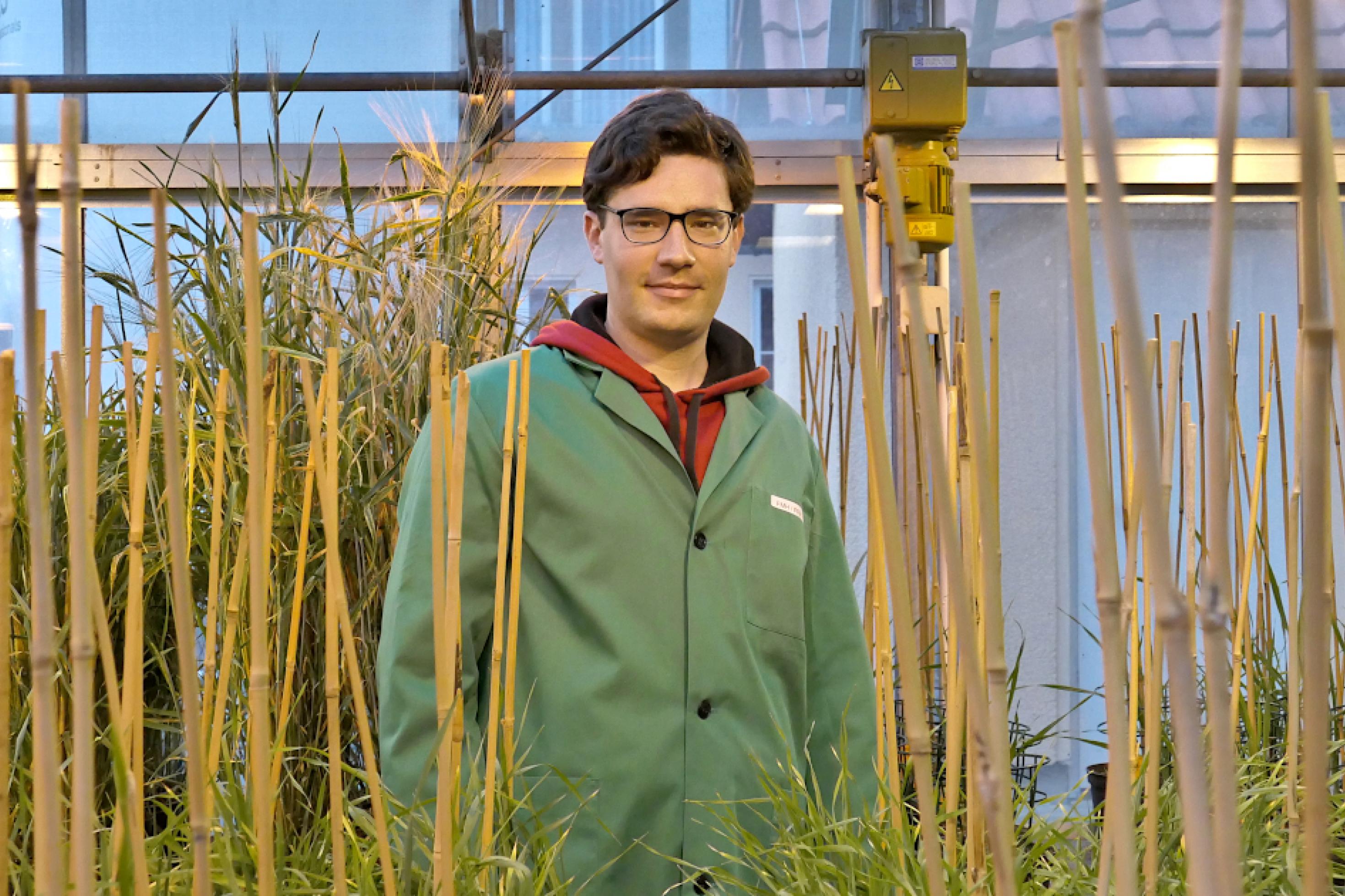 Robert Hoffie im grünen Kittel steht zwischen Getreidepflanzen, die einzeln mit dünnen Bambusstäben gestützt werden.