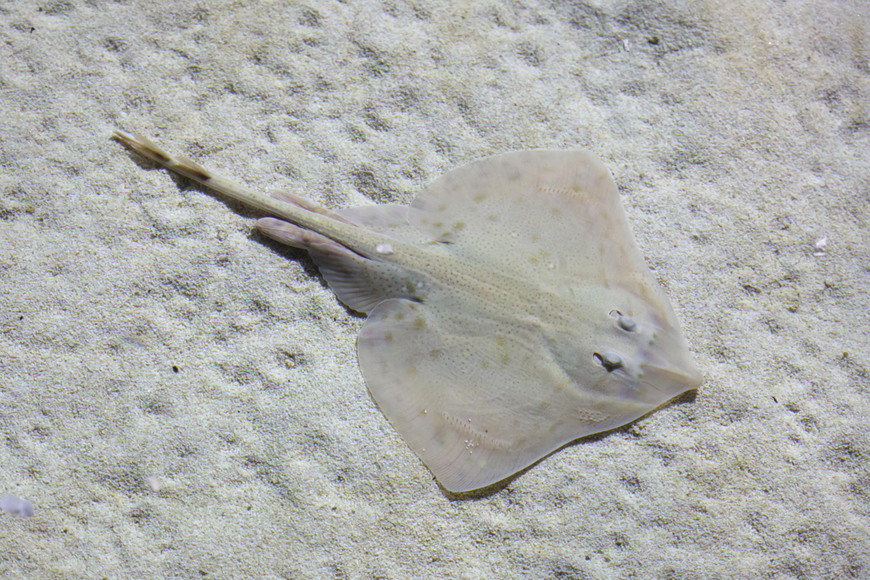 Unterwasserfoto eines Marmorrochens, der auf sandigem Untergrund ruht. Das Tier fügt sich farblich ein, ist hellgrau mit dunkleren Punkten gemustert.
