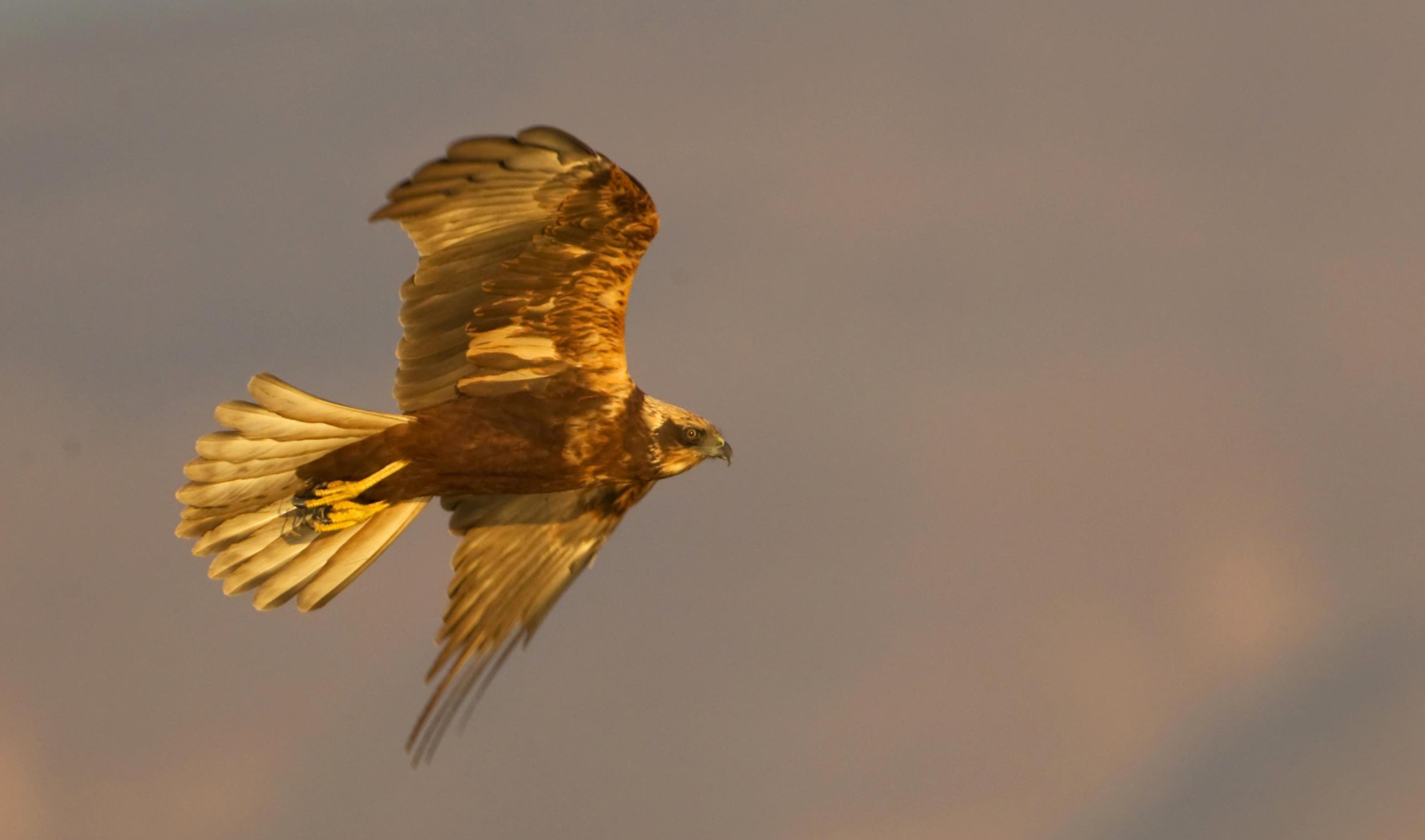 Eine Rohrweihe im Flug