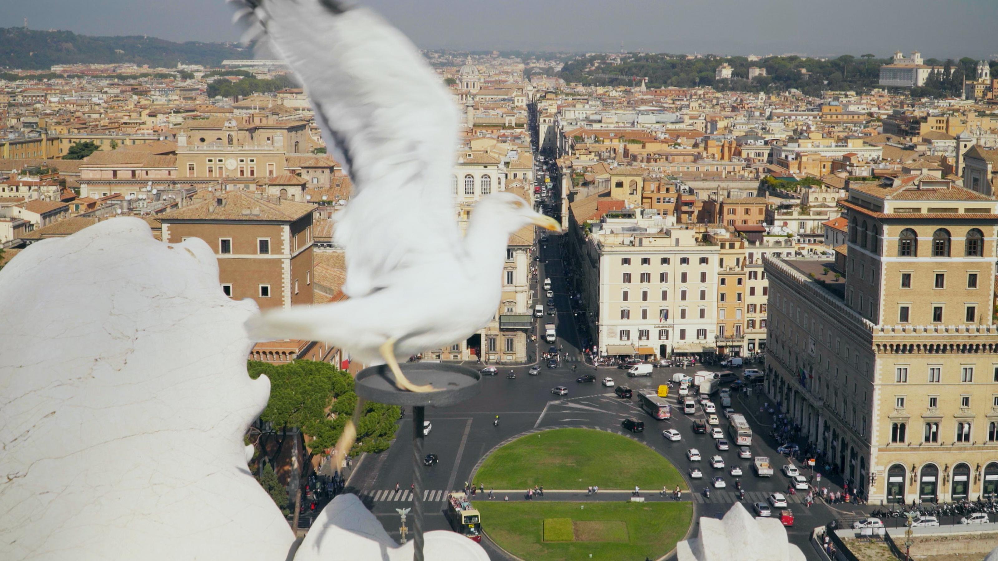 Im Vordergrund sitzt eine Möwe hoch oben auf einem Gebäude, unter ihr liegt die Stadt Rom.