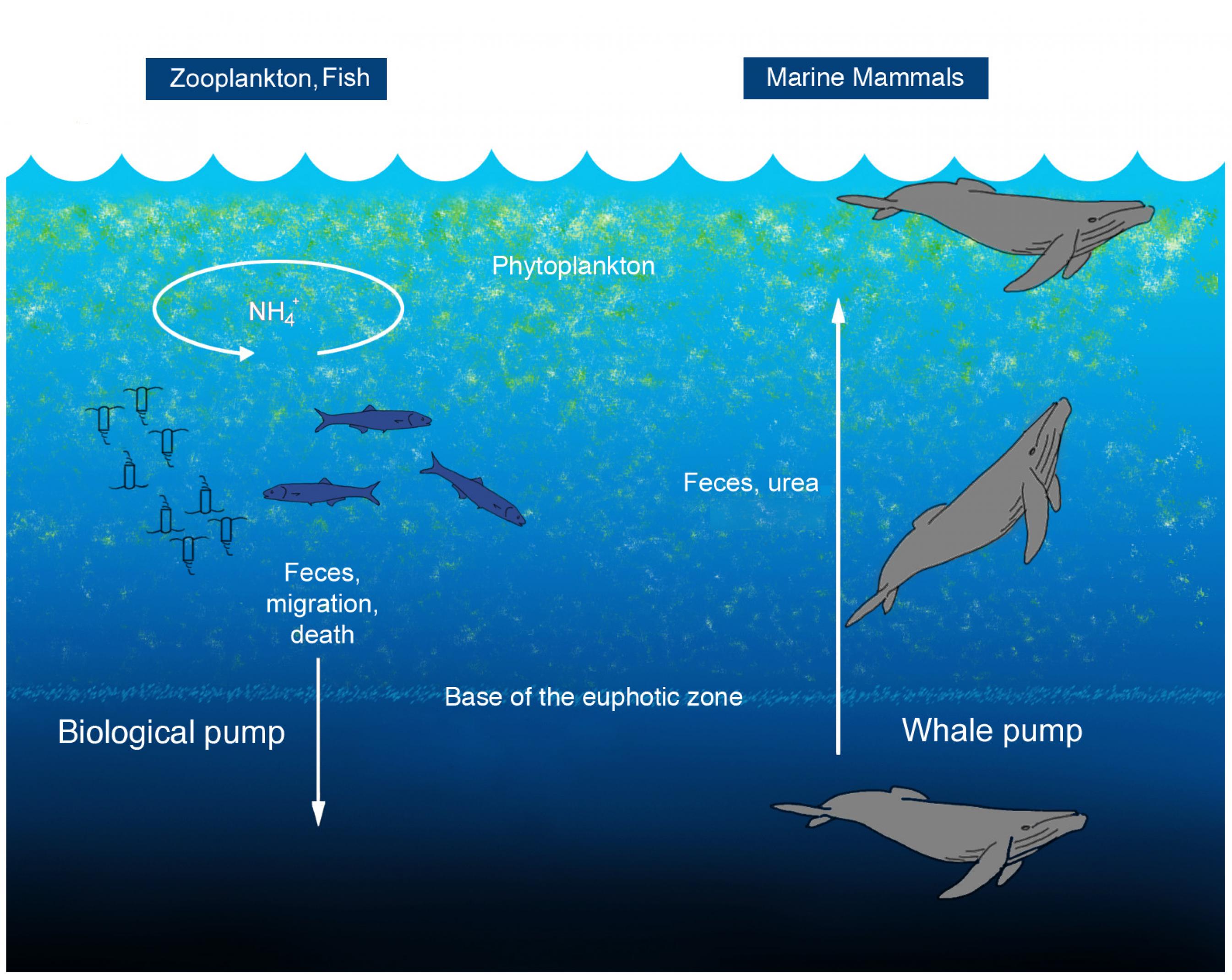 Illustration von der vertikalen Durchmischung des Wassers durch die Wale