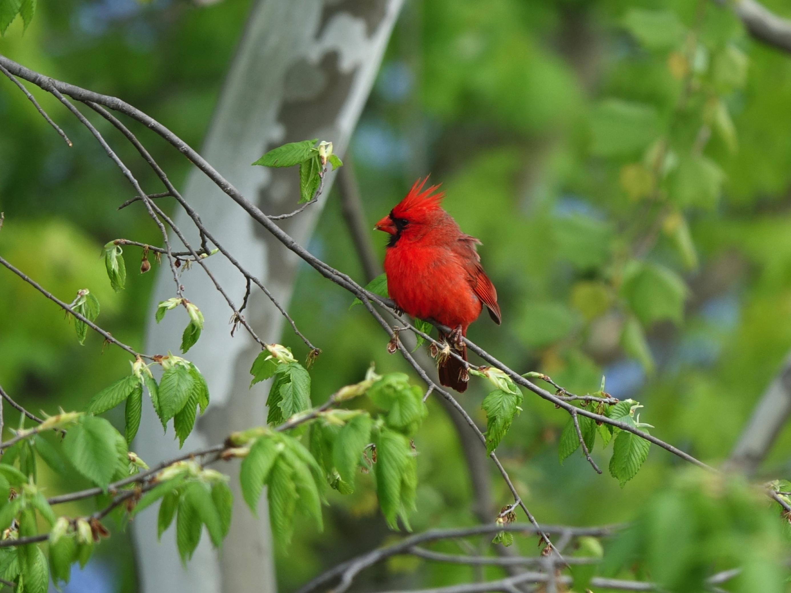 Ein Männchen des Rotkardinals vor grünem Blätterwerk.